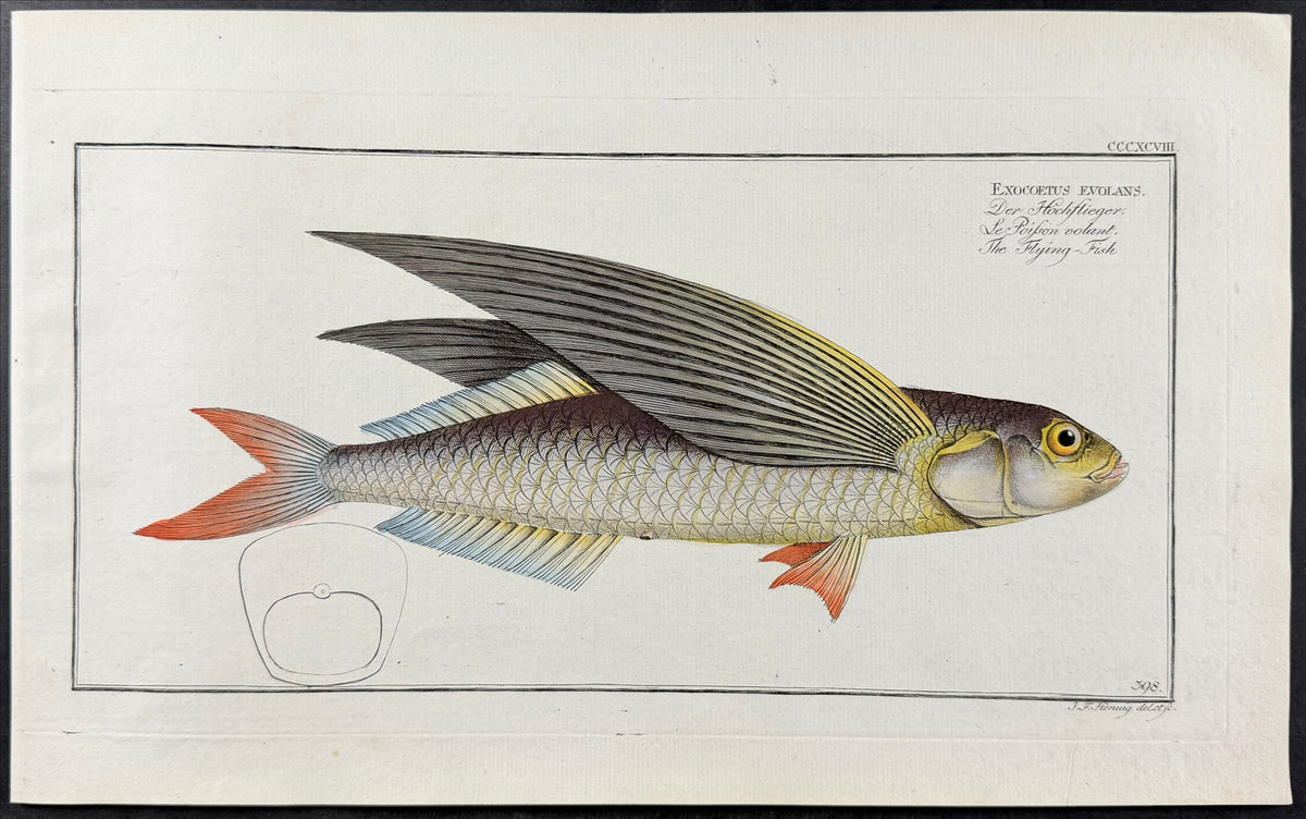 Flying-Fish