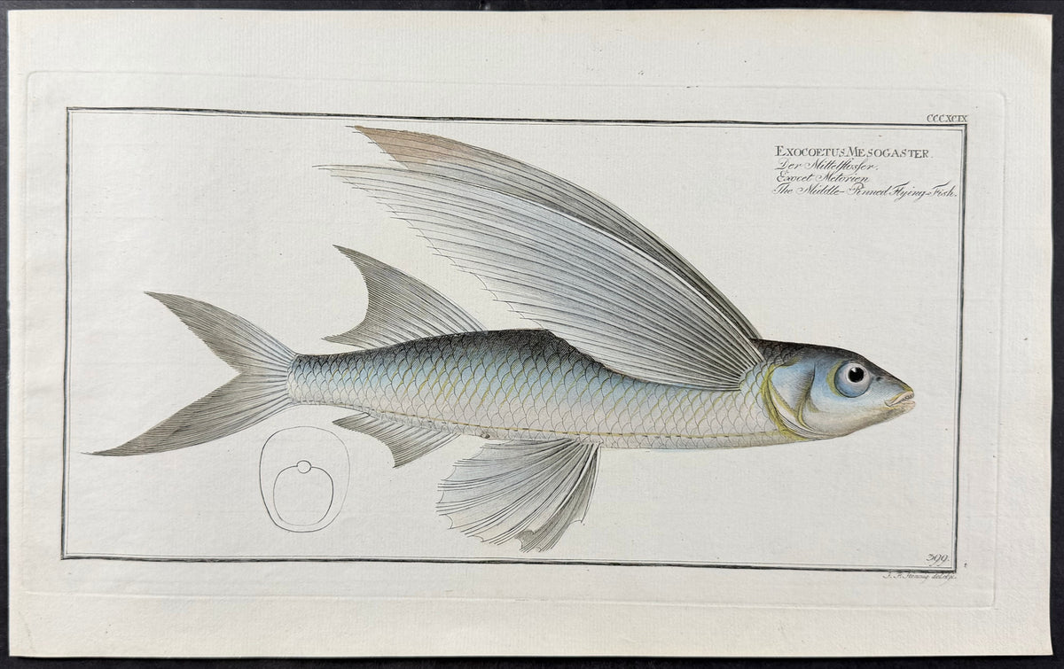 Flying-Fish