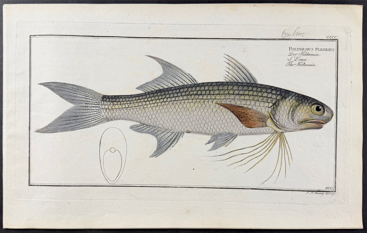 Fish - Polynemus plebeius