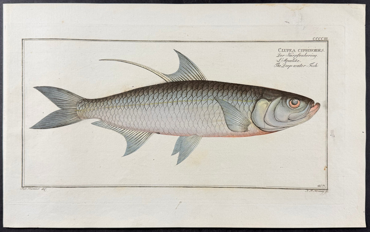 Deep-water-Fish