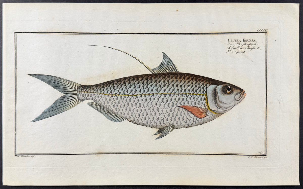 Sprat