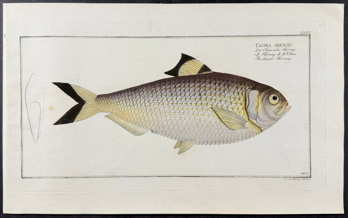 Chinese Herring