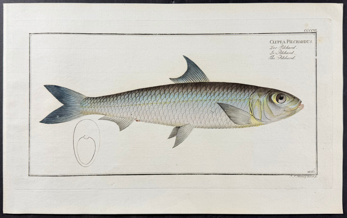 Pilchard