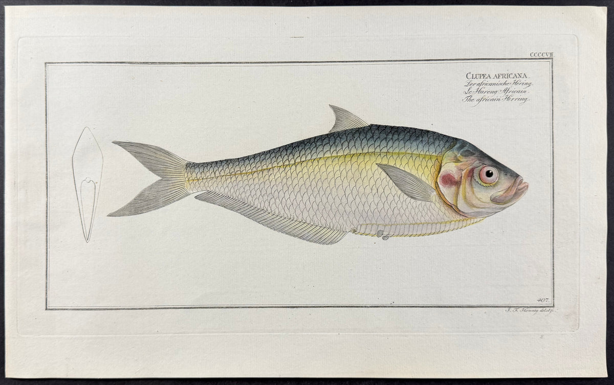 African Herring
