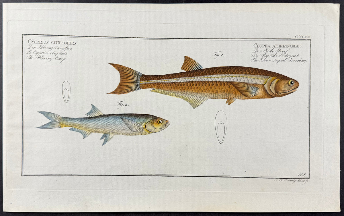 Herring-Carp & Silver-striped Herring