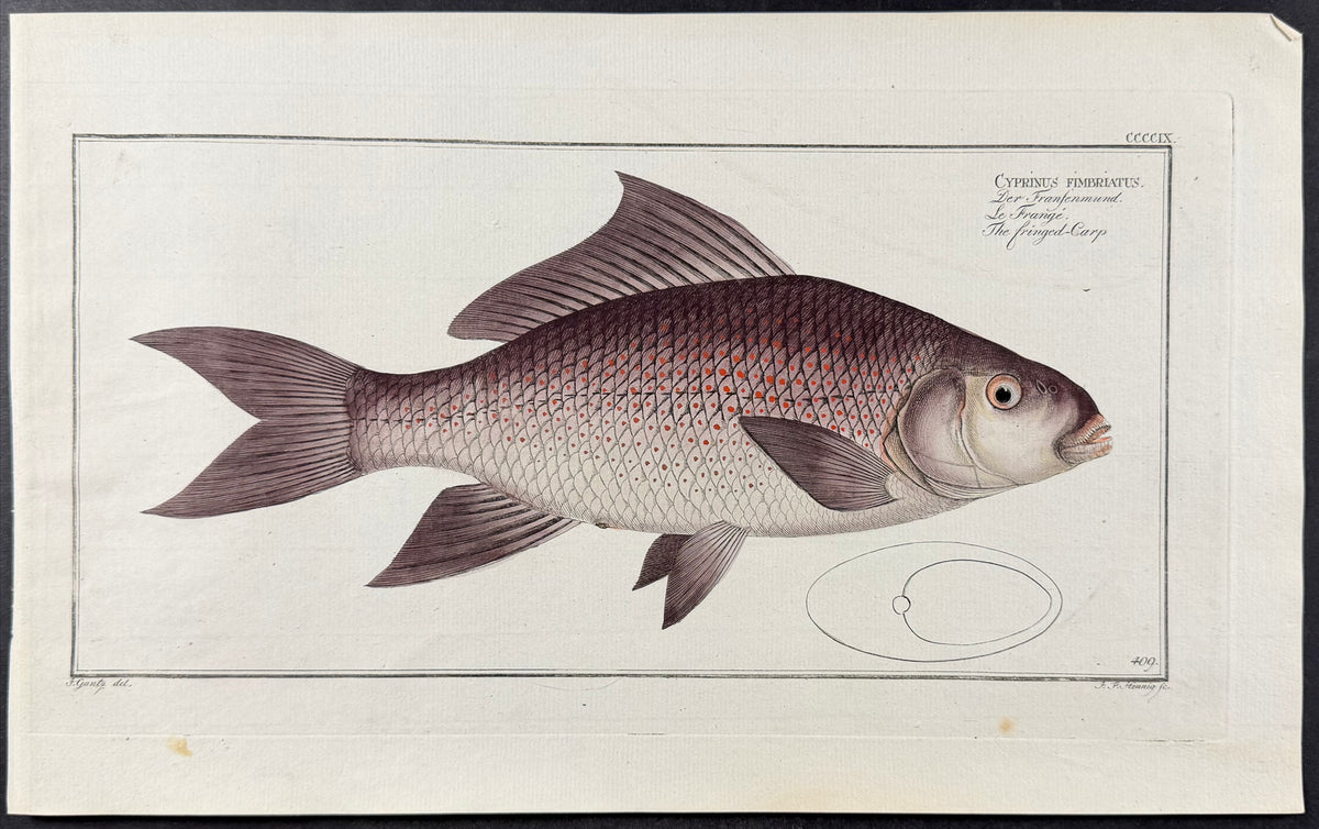 Fringed-Carp