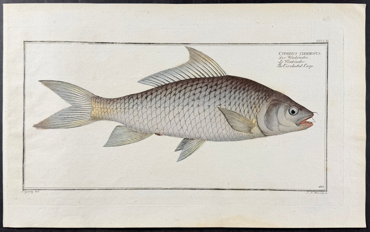Cirrhated Carp