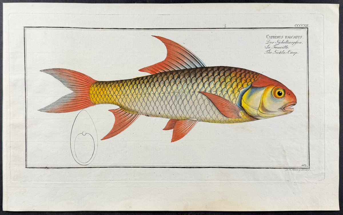 Sickle-Carp