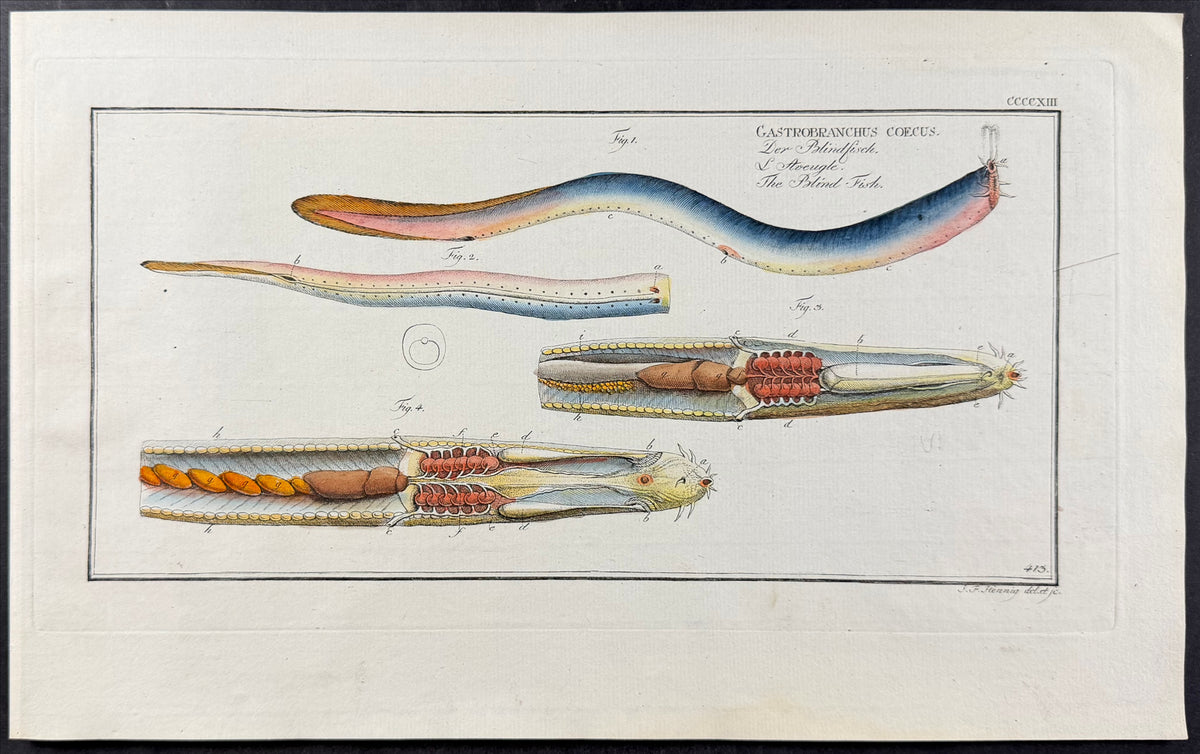 Atlantic Hagfish - Gastrobranchus coecus