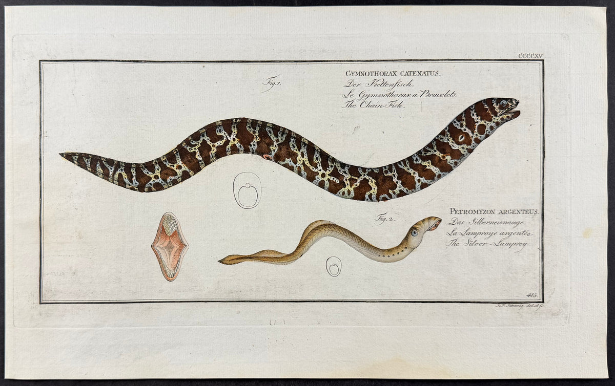 The Chainfish, Silver Lamprey - Gymnothorax catenatus, Petromyzon argenteus
