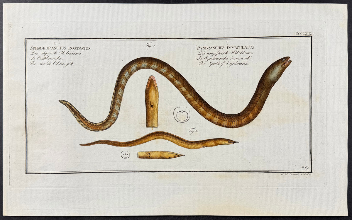 Swamp Eel, Snake Eel - Synbranchus immaculatus, Sphagebranchus rostratus