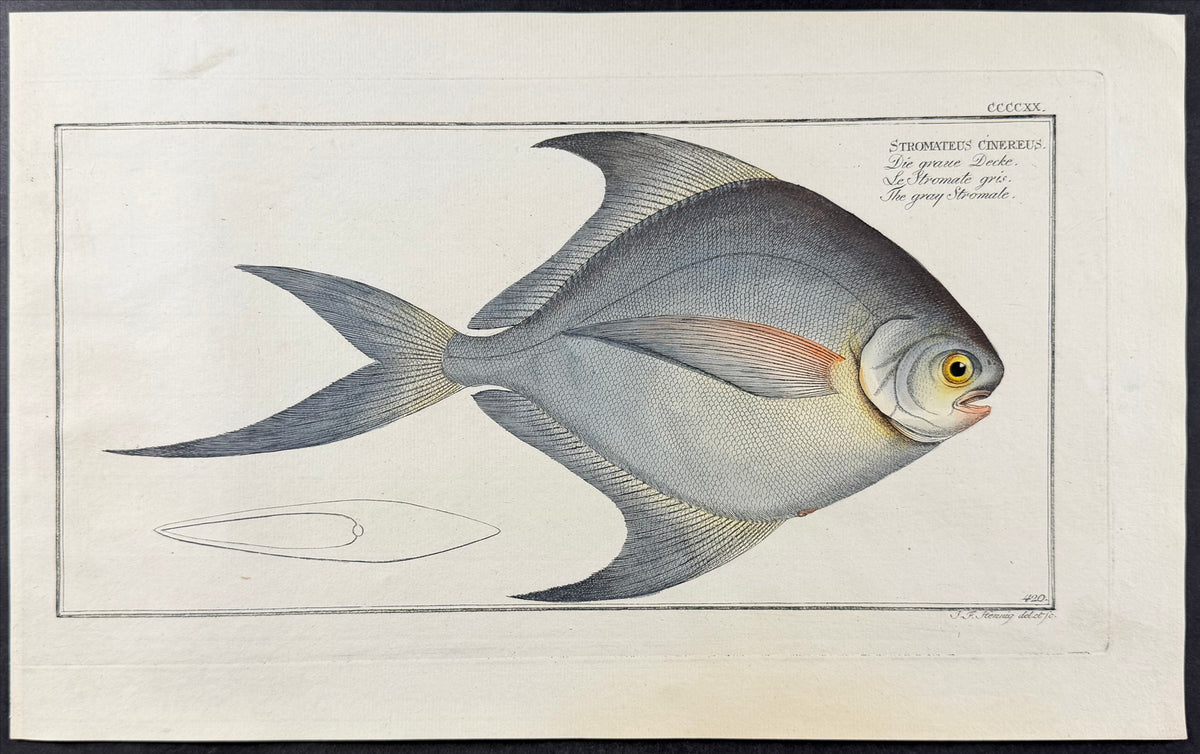 Gray Stromate