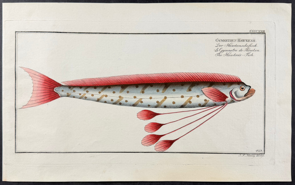 Oarfish or Hawken's Fish