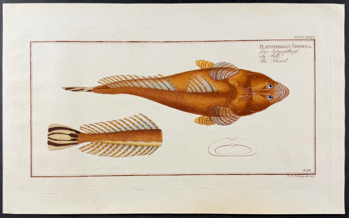 Flathead - Platycephalus spathula