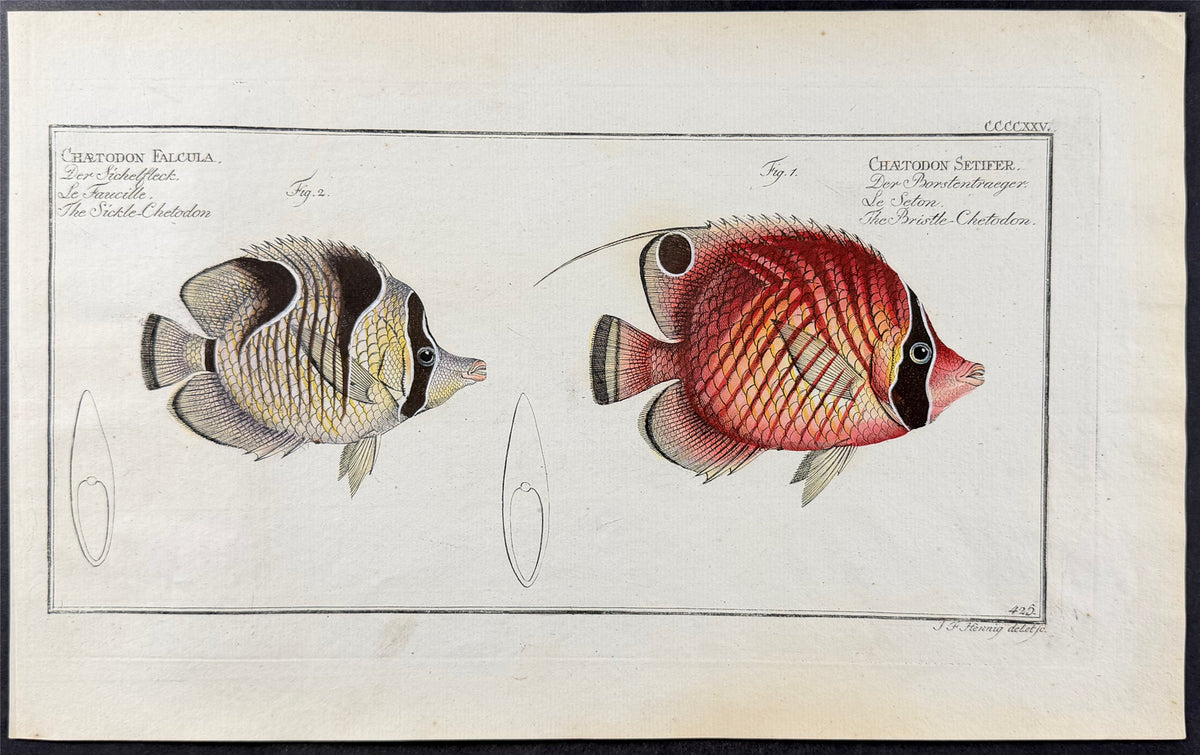 Sickle Chetodon & Bristle Chetodon