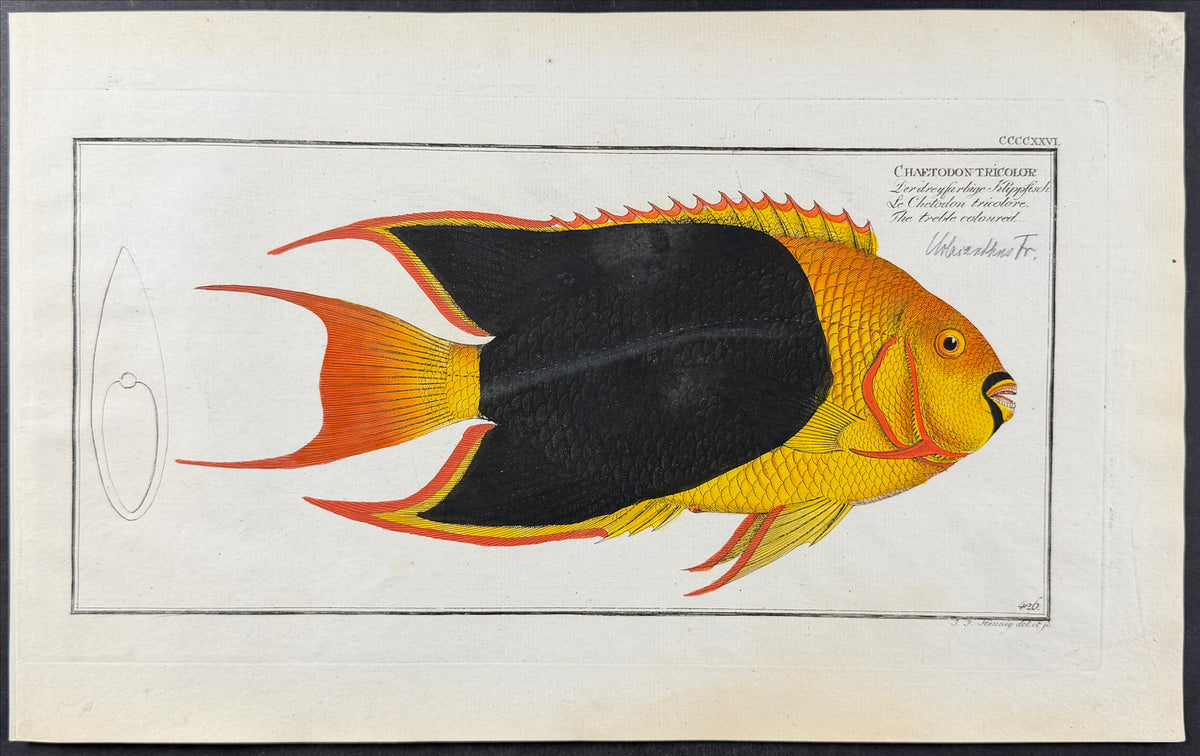 Treble Coloured Chetodon Fish