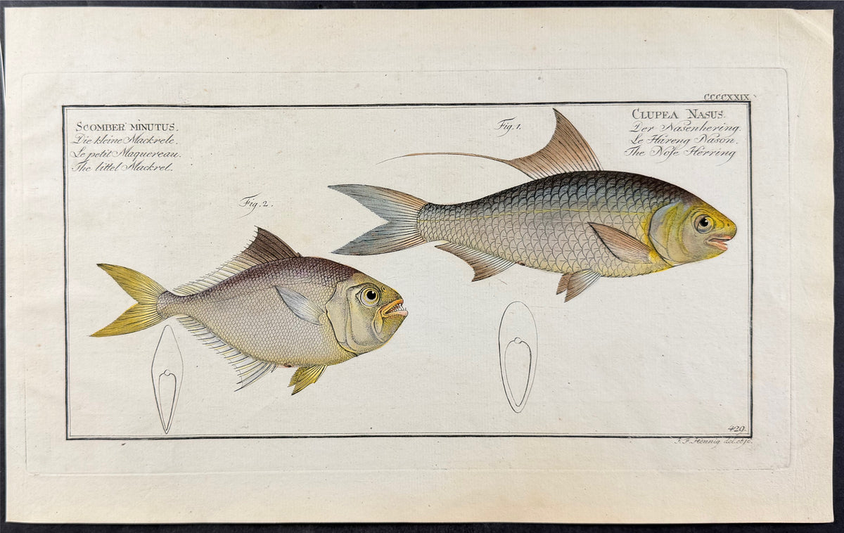 Herring, Mackerel - Clupea nasus, Scomber minutus