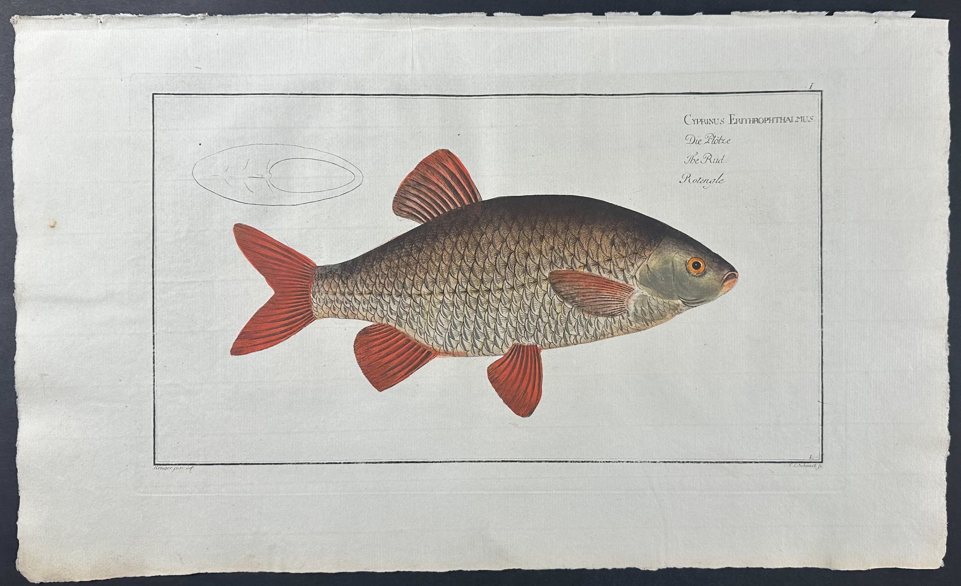 Rud Fish - Cyprinus Erithrophthalmus