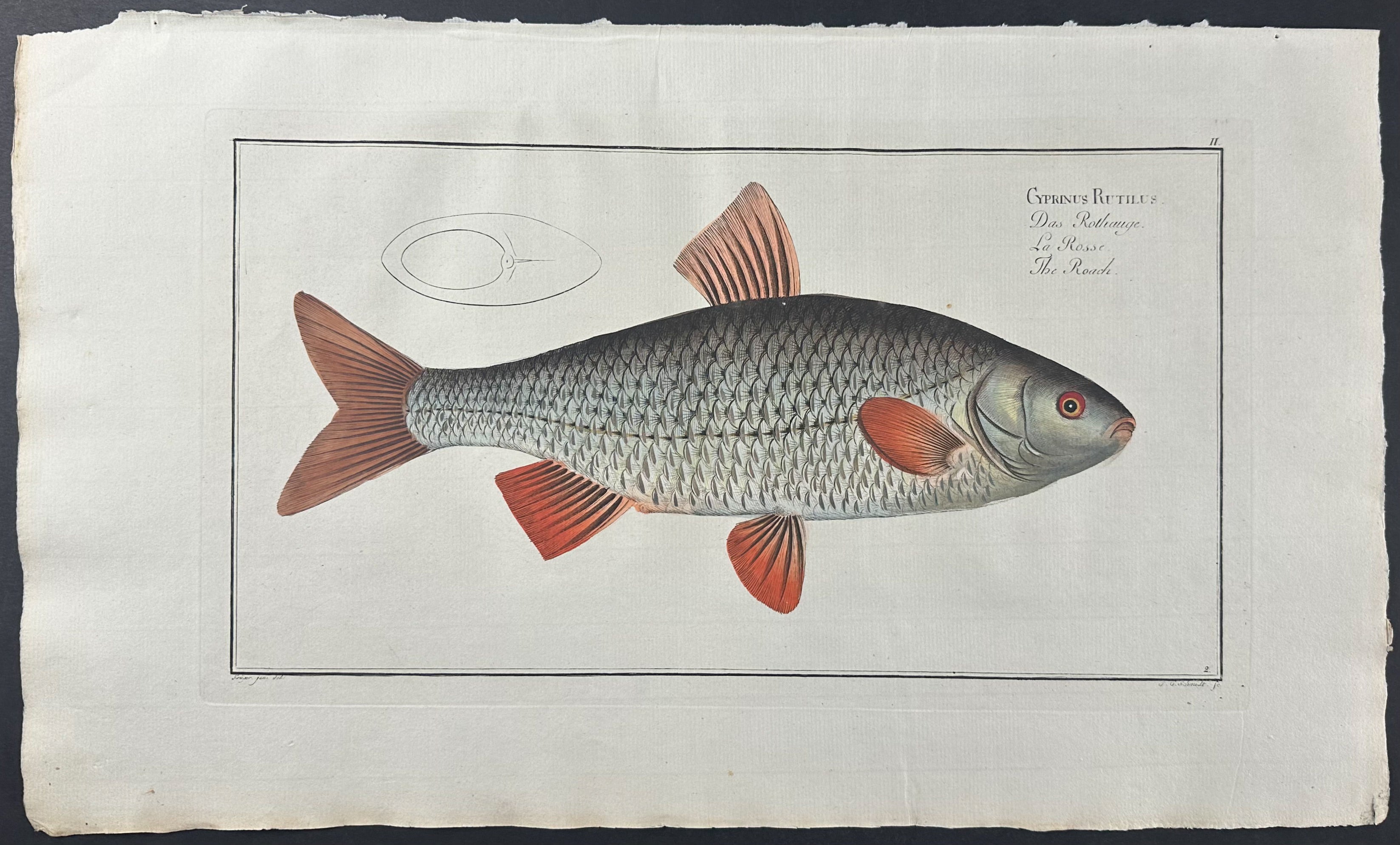 Roach Fish - Cyprinus Rutilus