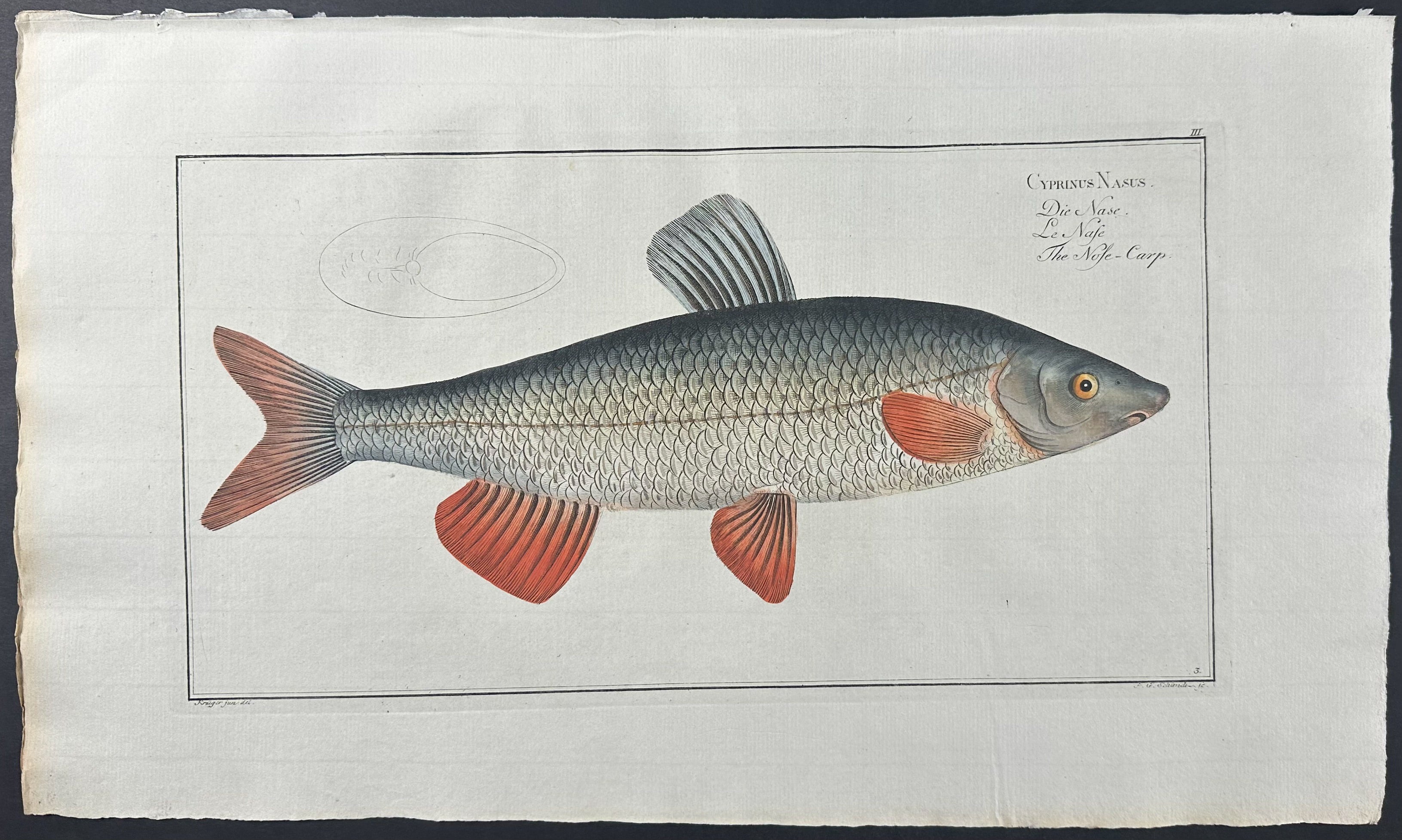 Fish - Cyprinus Nasus