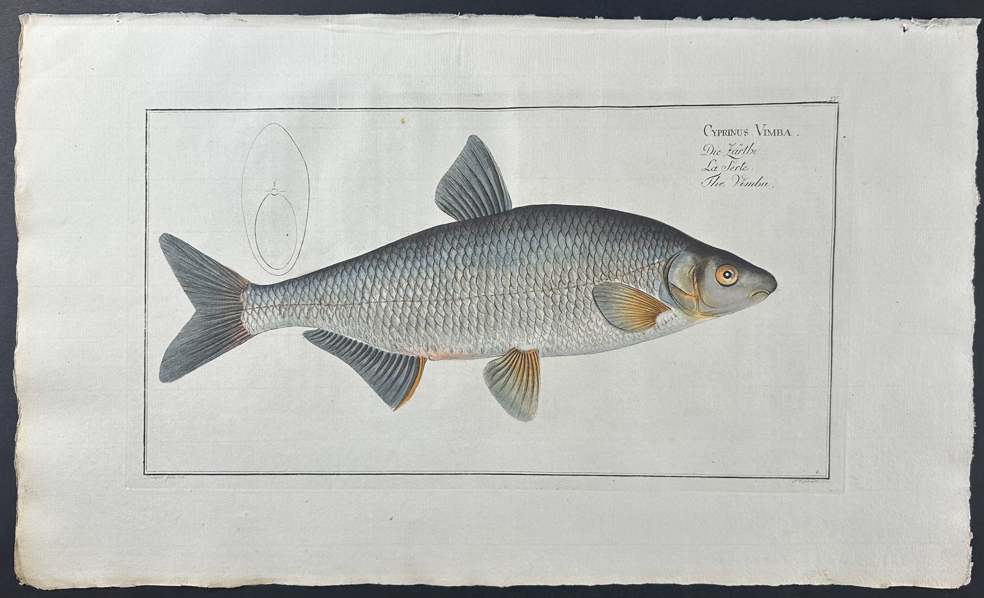 Fish - Cyprinus Vimba