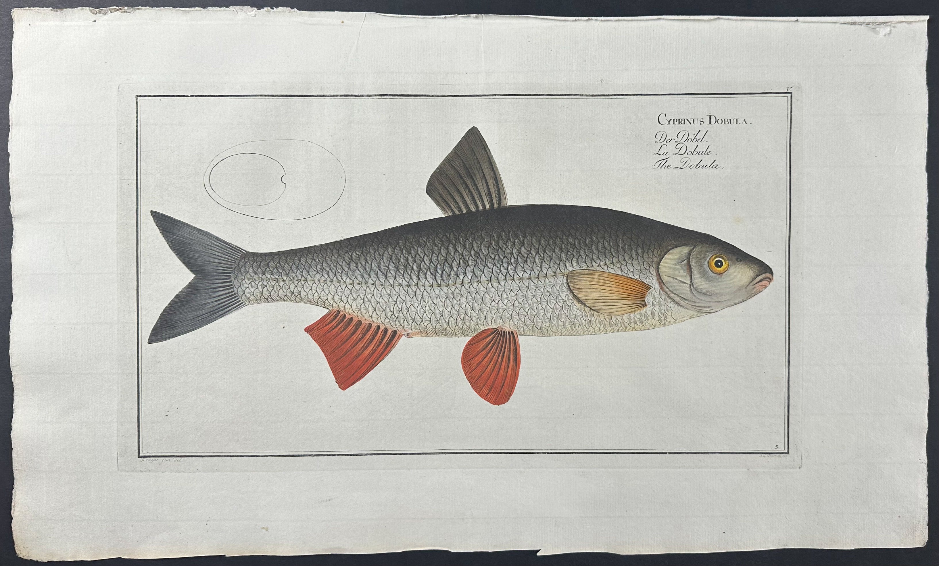 Fish - Cyprinus Dobula