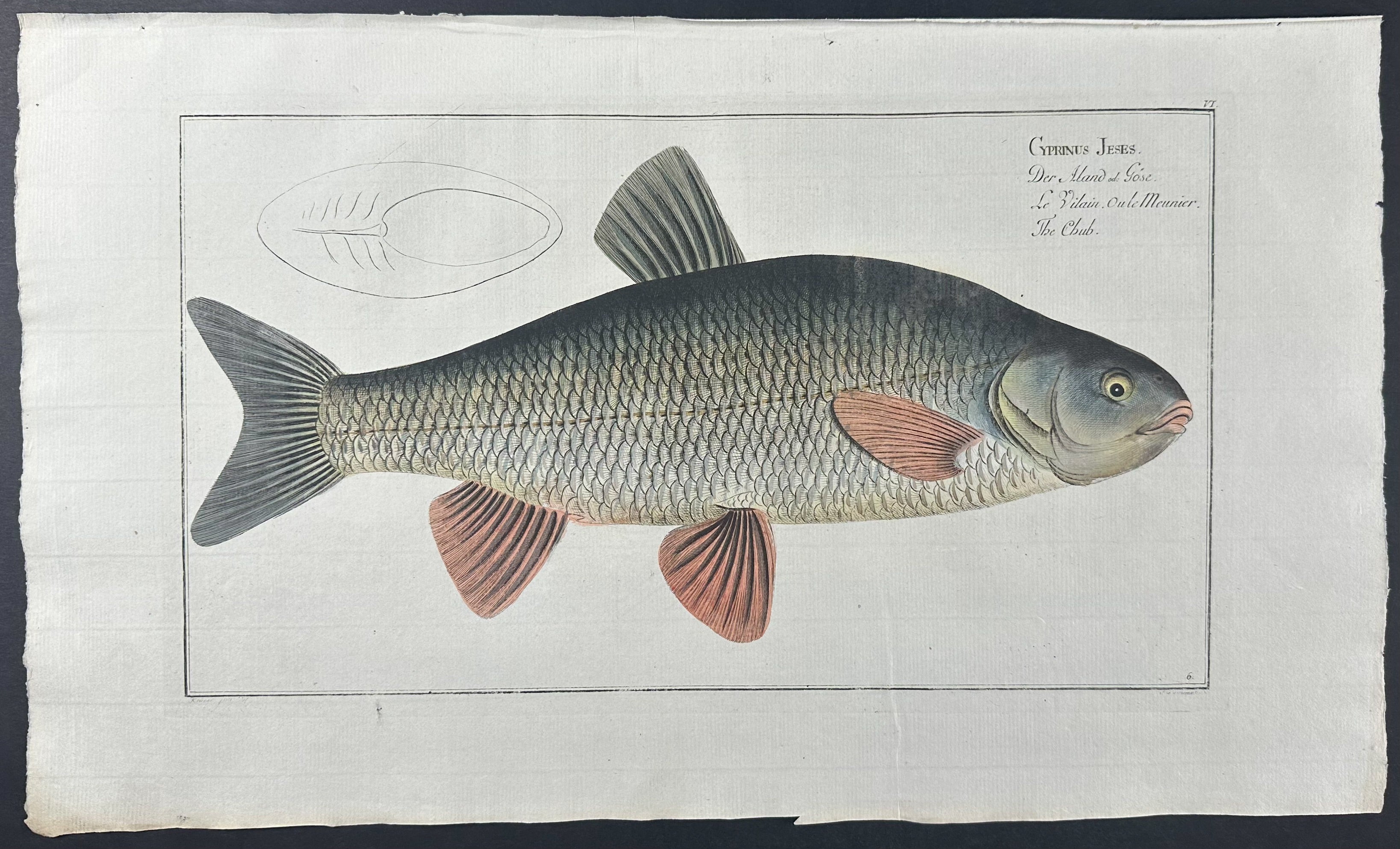 Chub Fish - Cyprinus Jeses