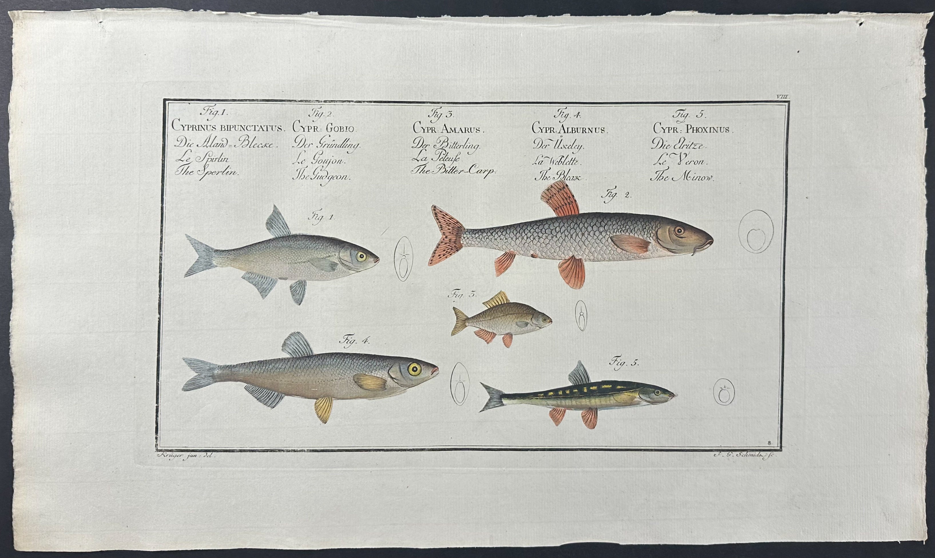 Fish - Cyprinus