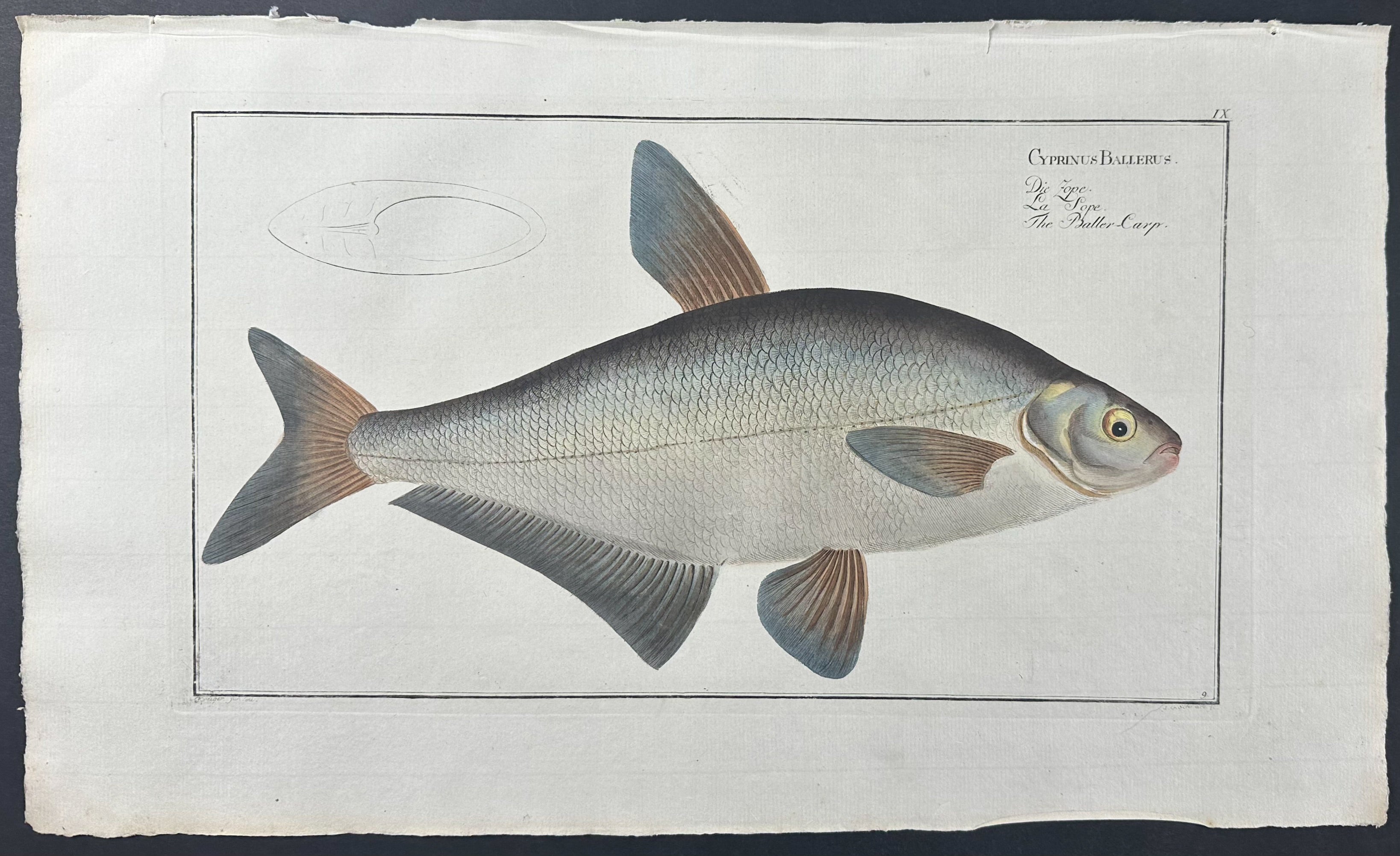 Fish - Cyprinus Ballerus