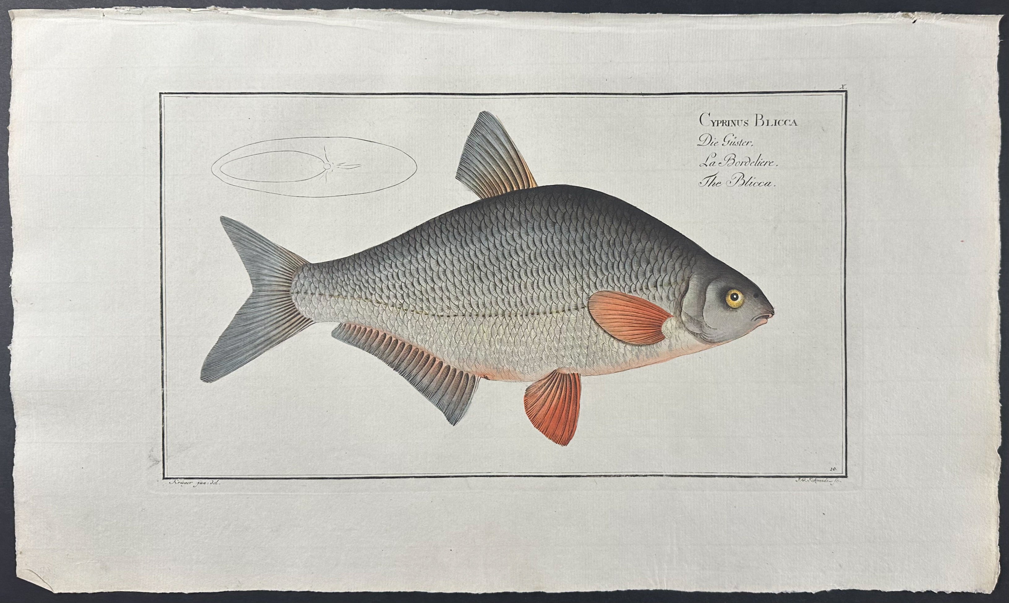 Fish - Cyprinus Blicca