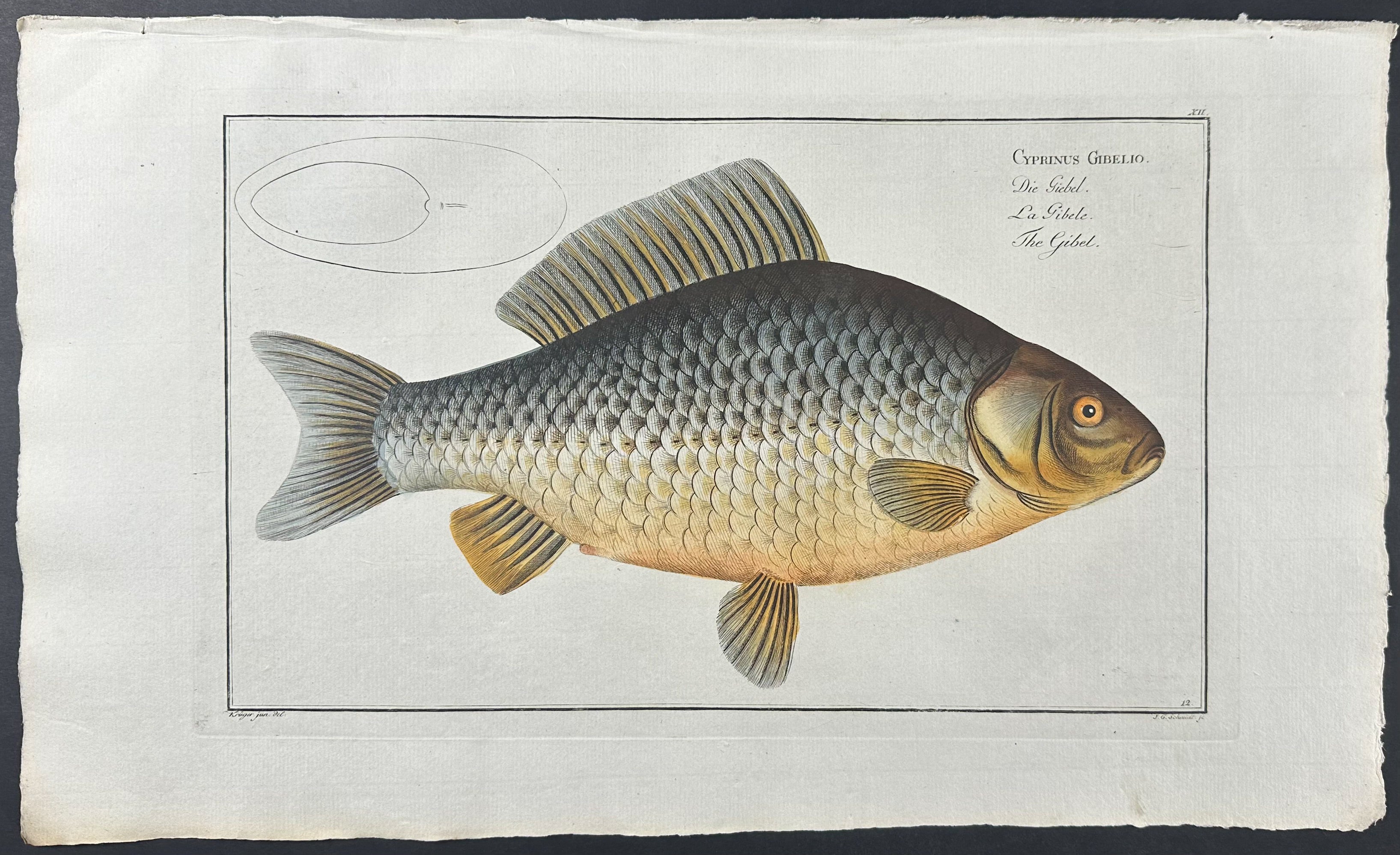Fish - Cyprinus Gibelio