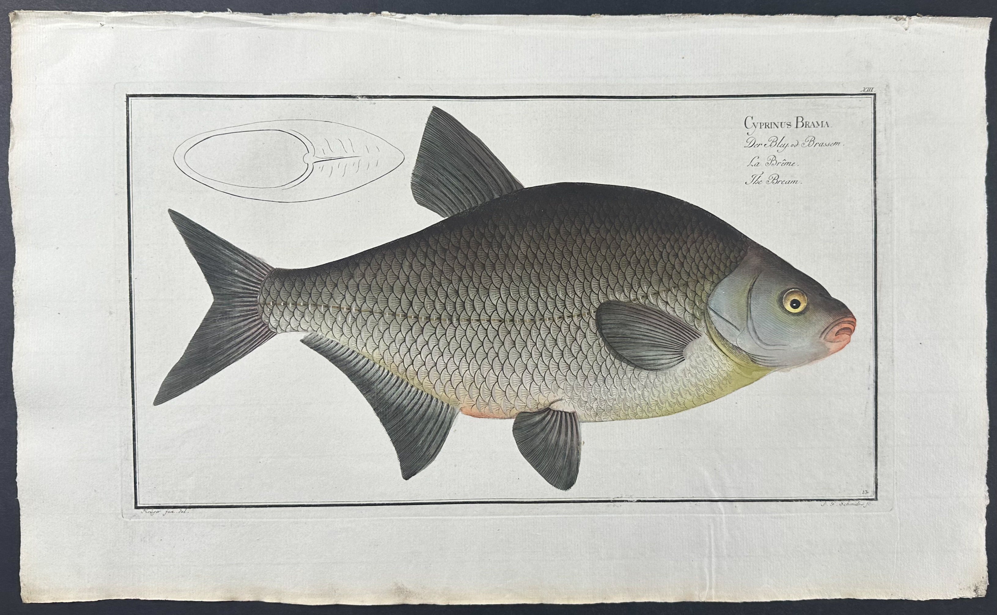 Bream - Cyprinus Brama