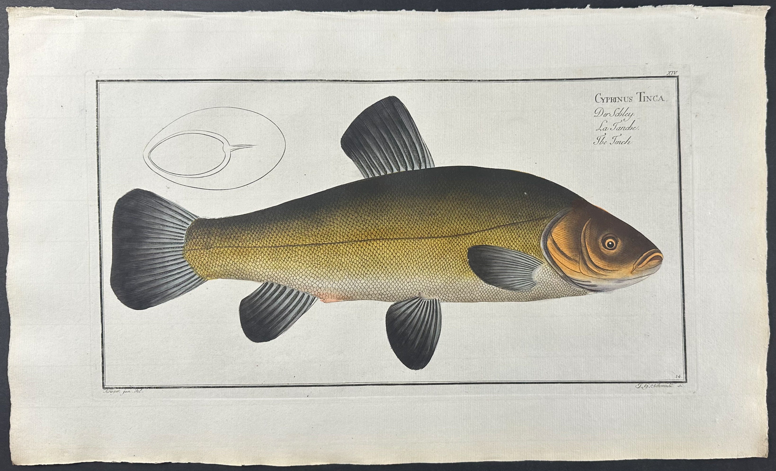 Tench - Cyprinus Tinca