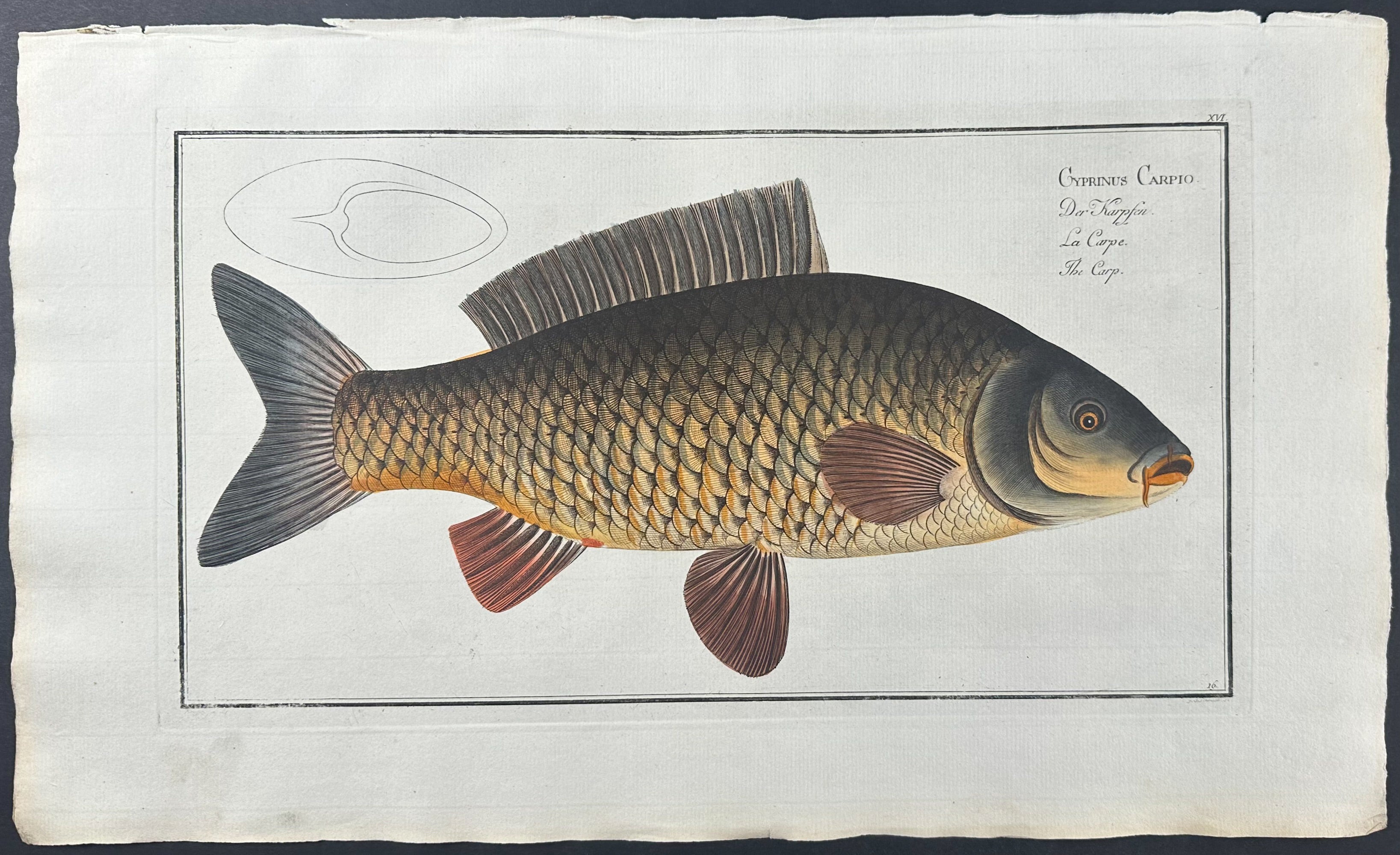 Carp - Cyprinus Carpio