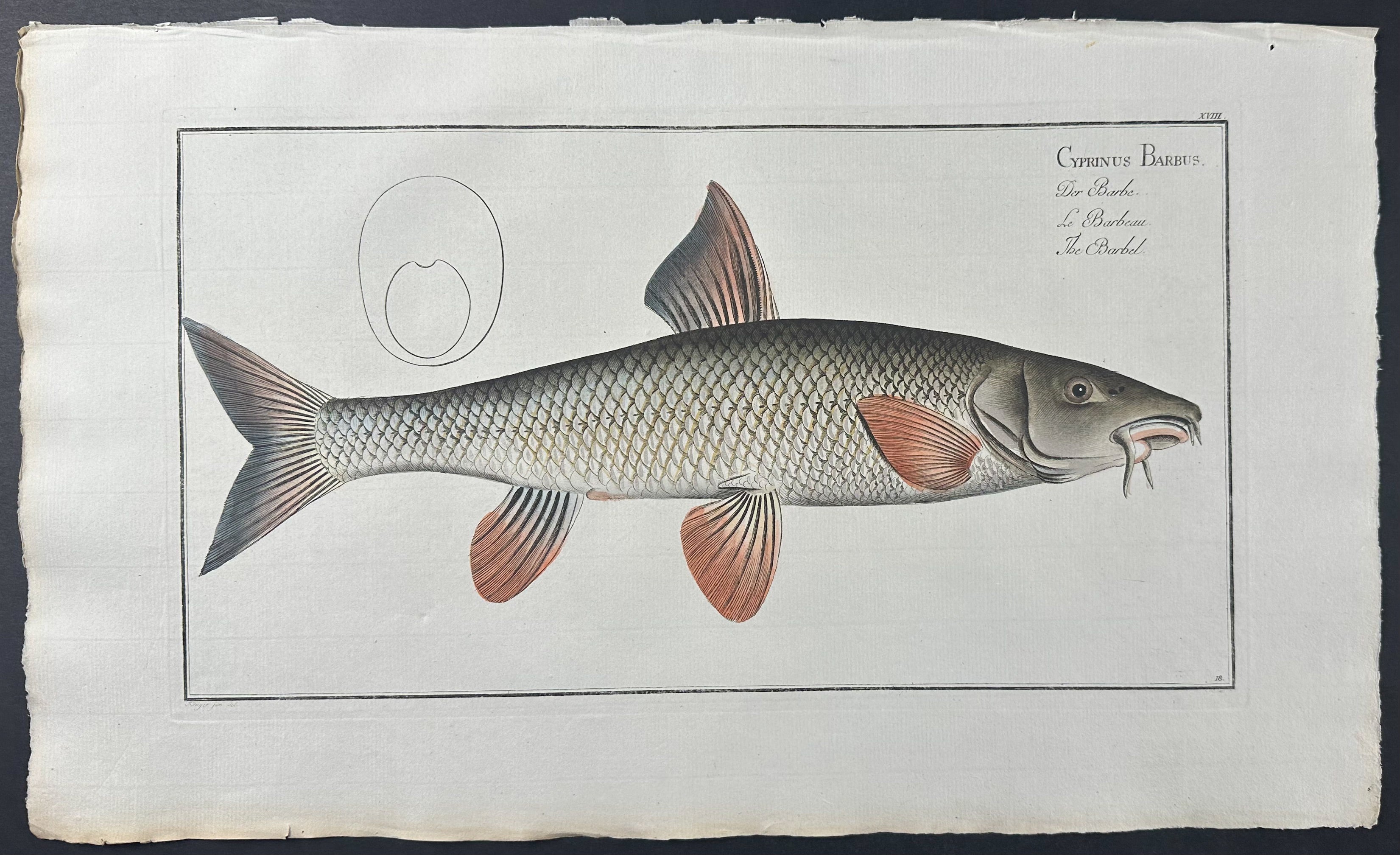 Barbel - Cyprinus Barbus