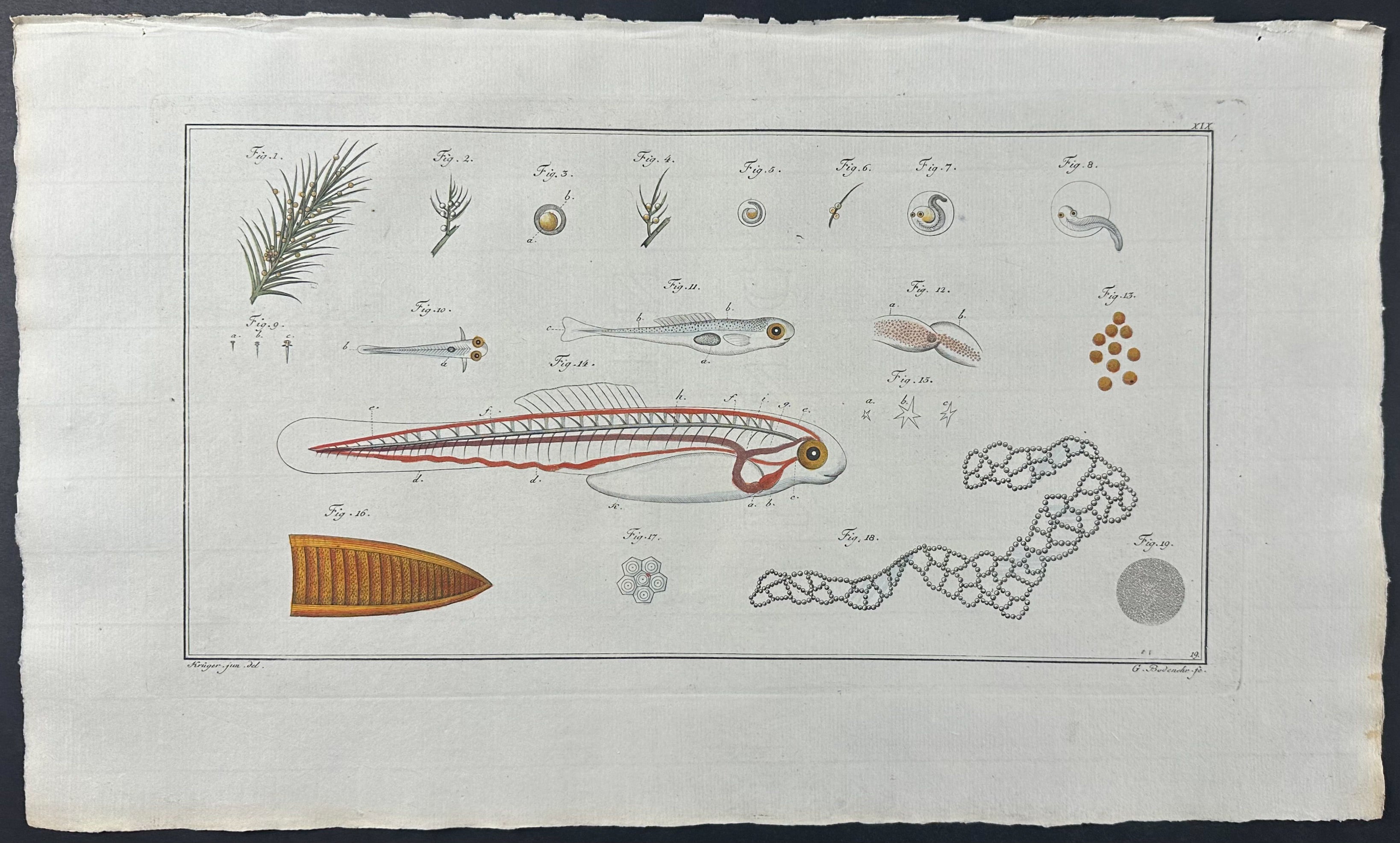Fish Anatomy