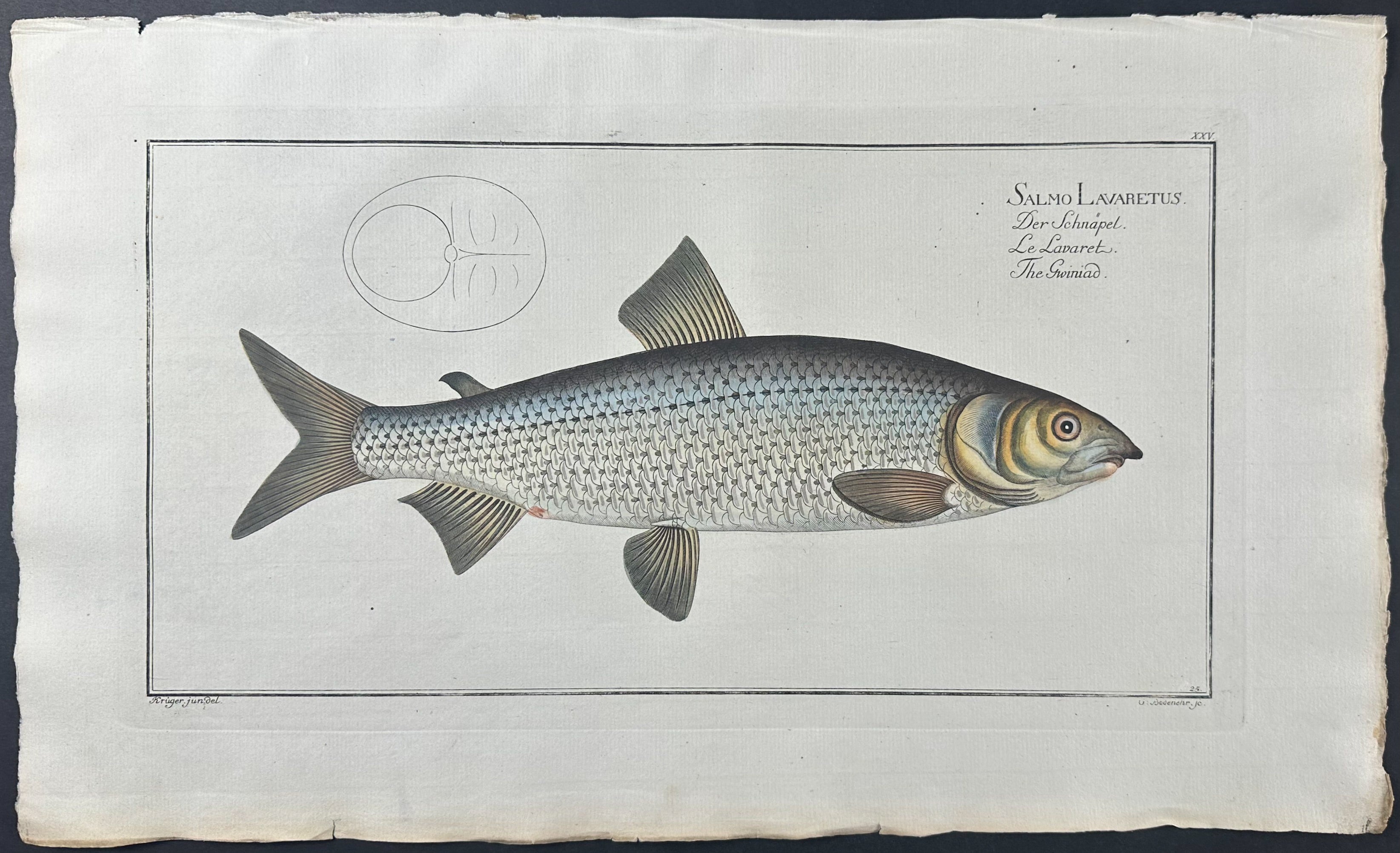 Gwiniad - Salmo Lavaretus