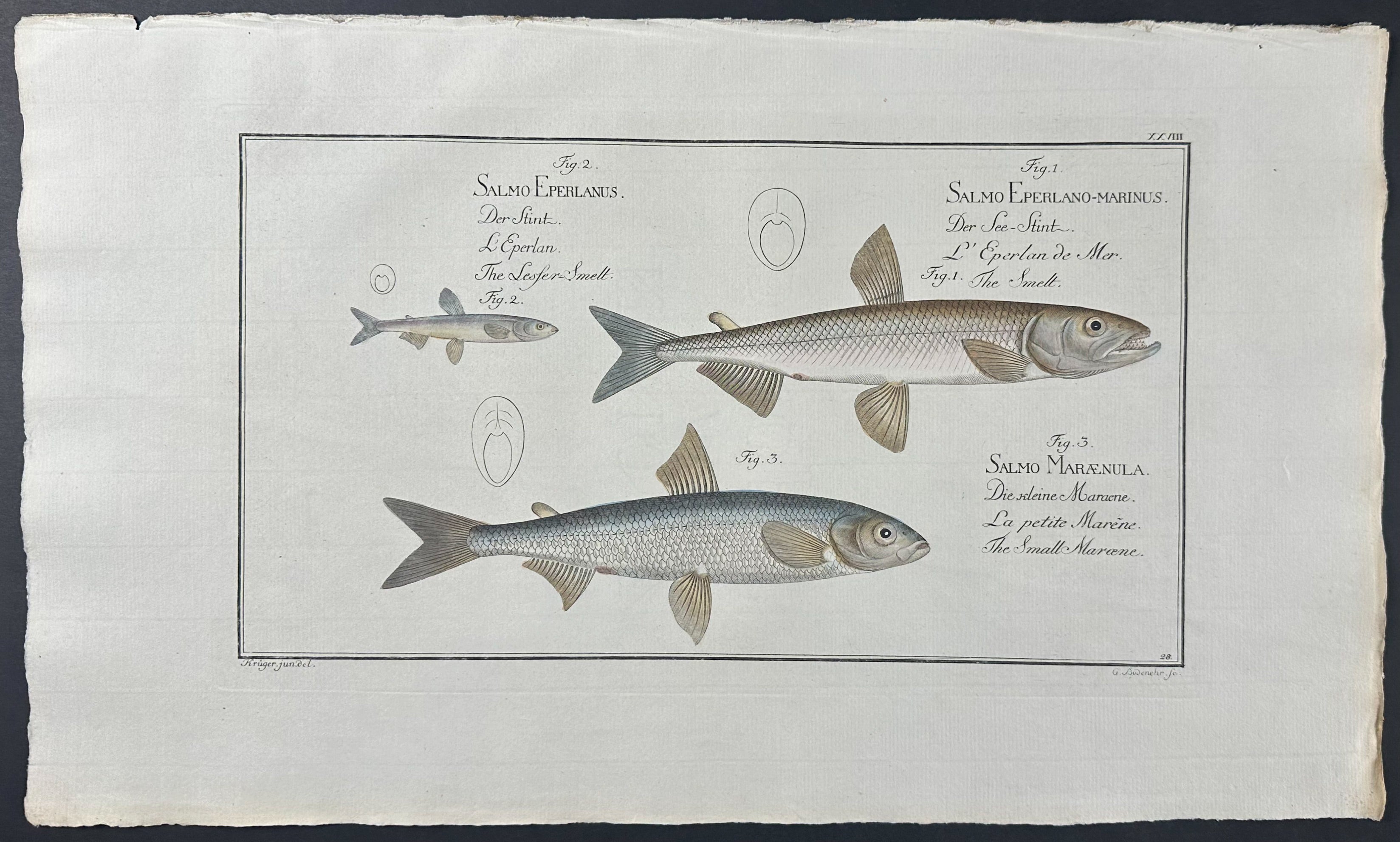Smelt - Salmo Eperlanus, Maraenula