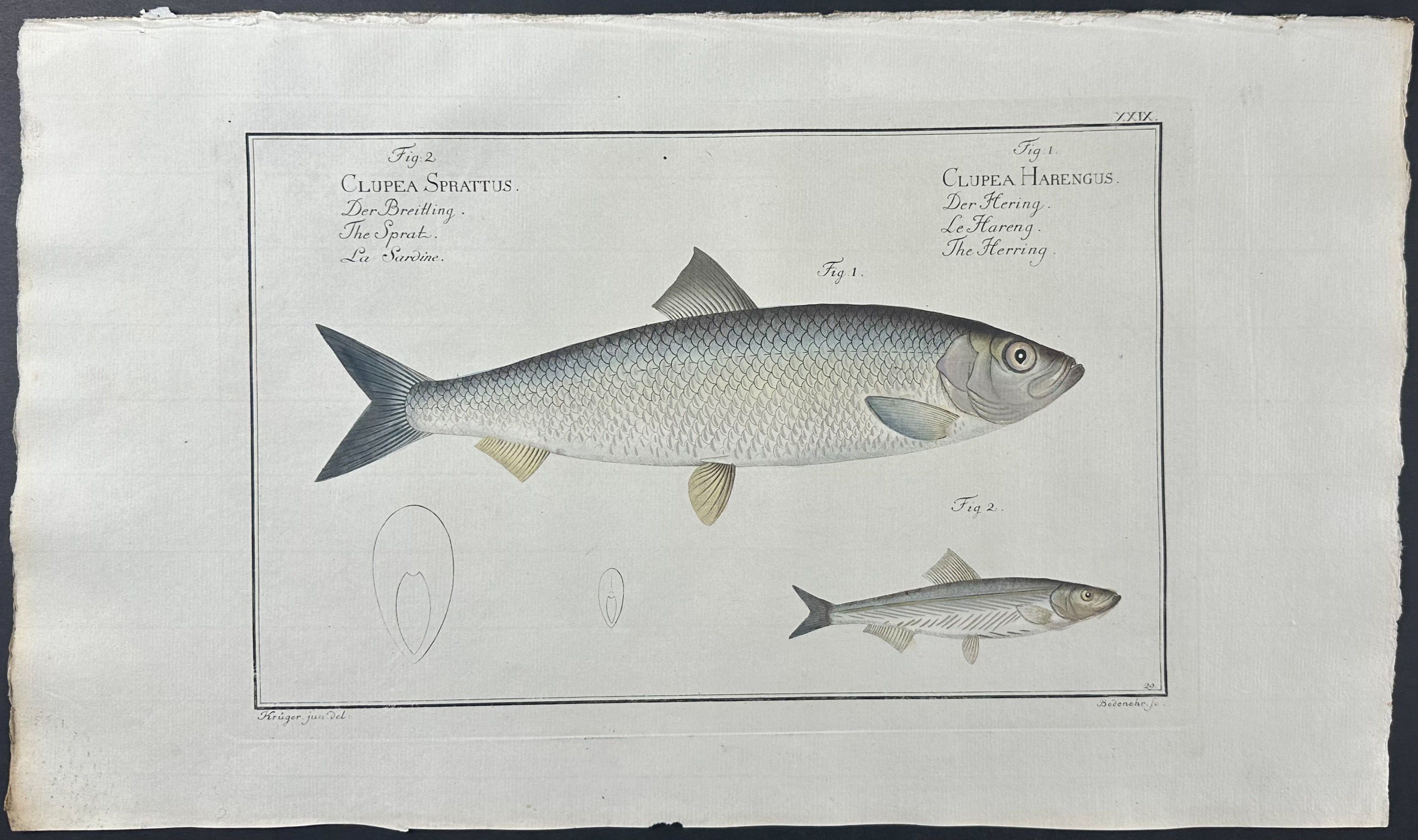Sprat, Herring - Clupea Sprattus & Harengus
