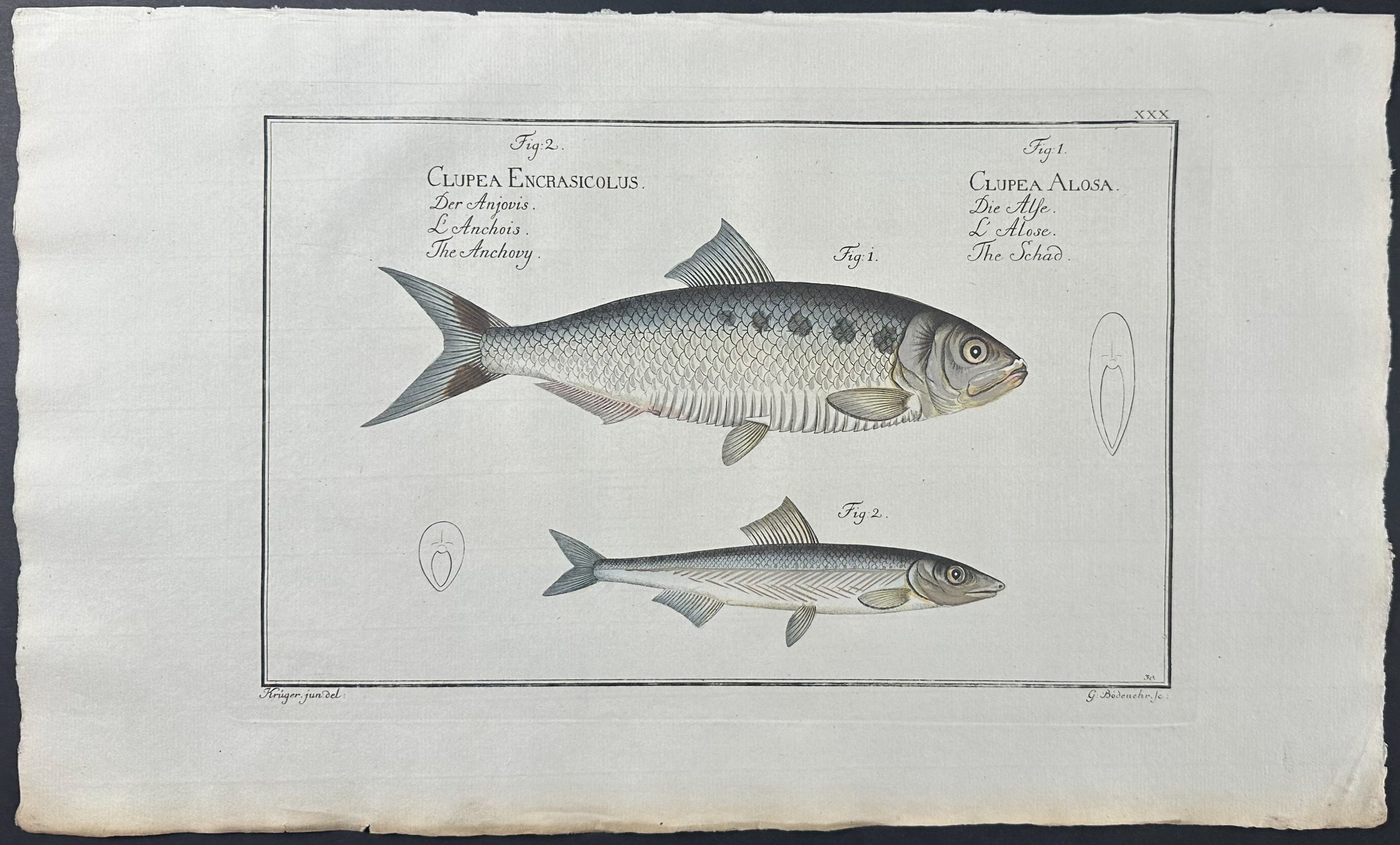 Anchovy, Schad - Clupea Encrasicolus, C. Alosa