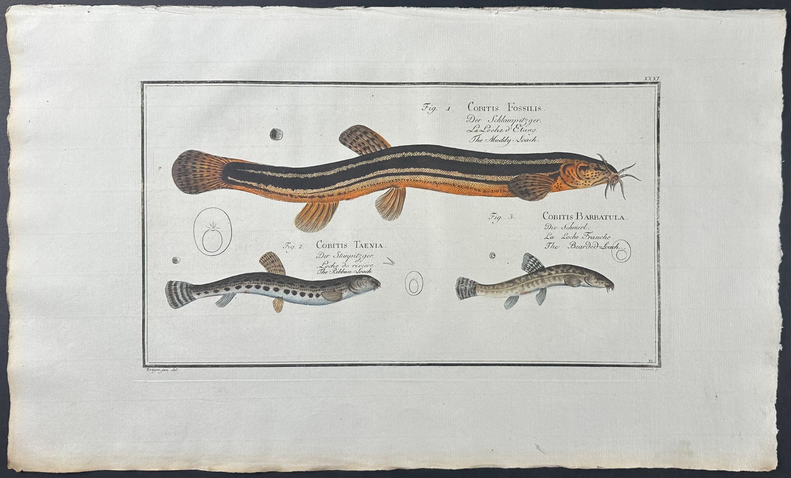Bearded - Cobitis Fossilis, Taenia, Barbatula