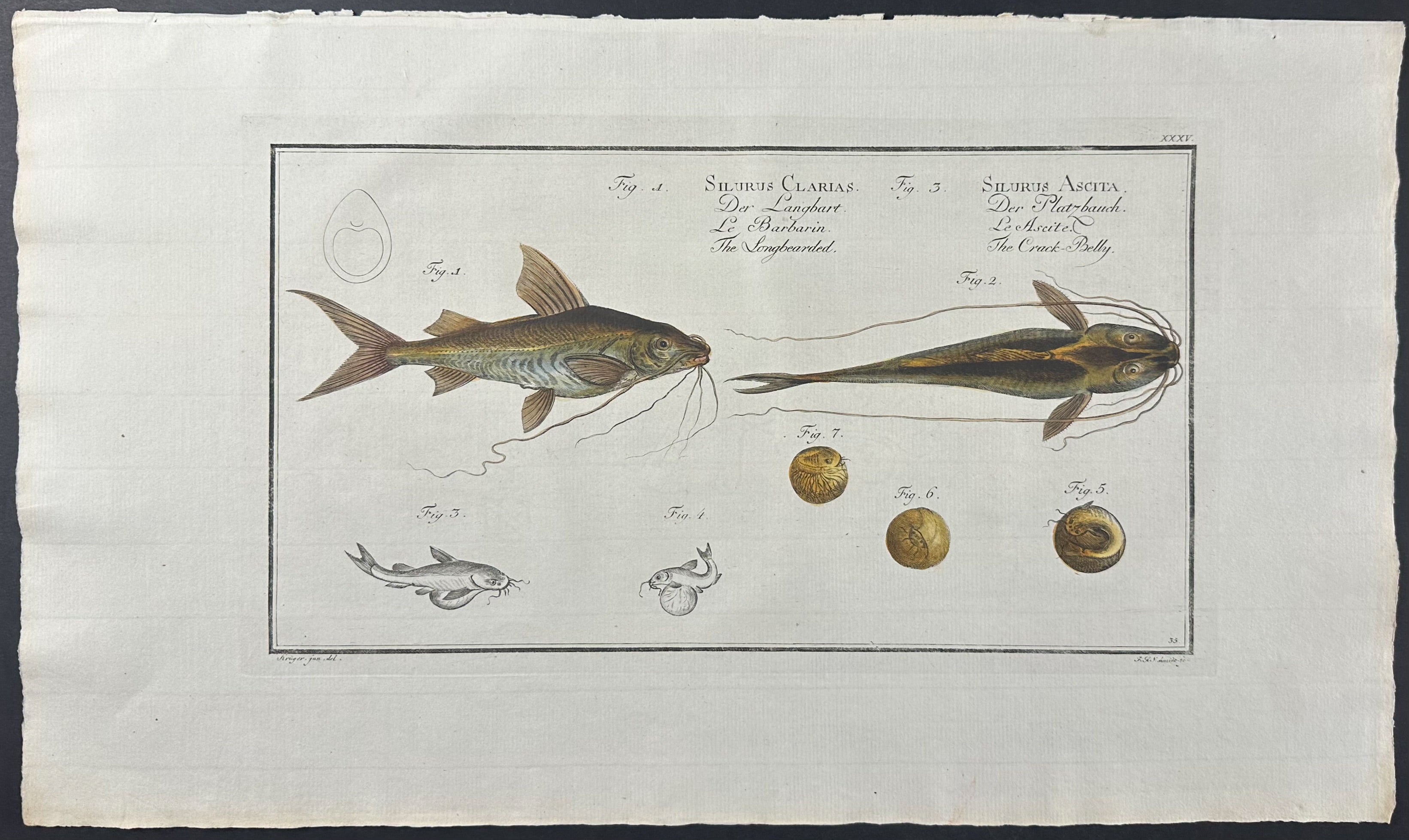 Fish - Silurus Clarias & Ascita
