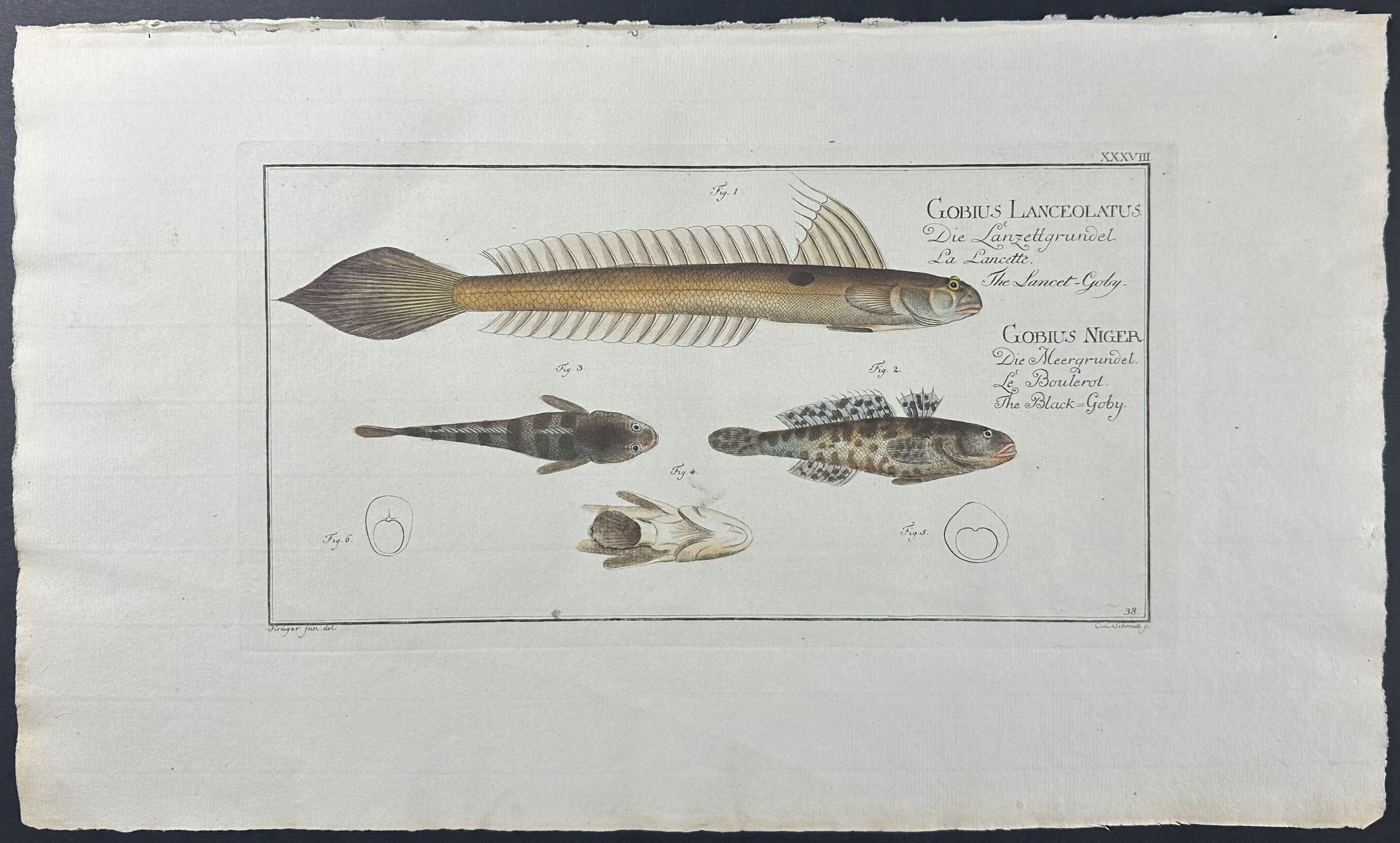Black Goby - Gobius Lanceolatus & Niger