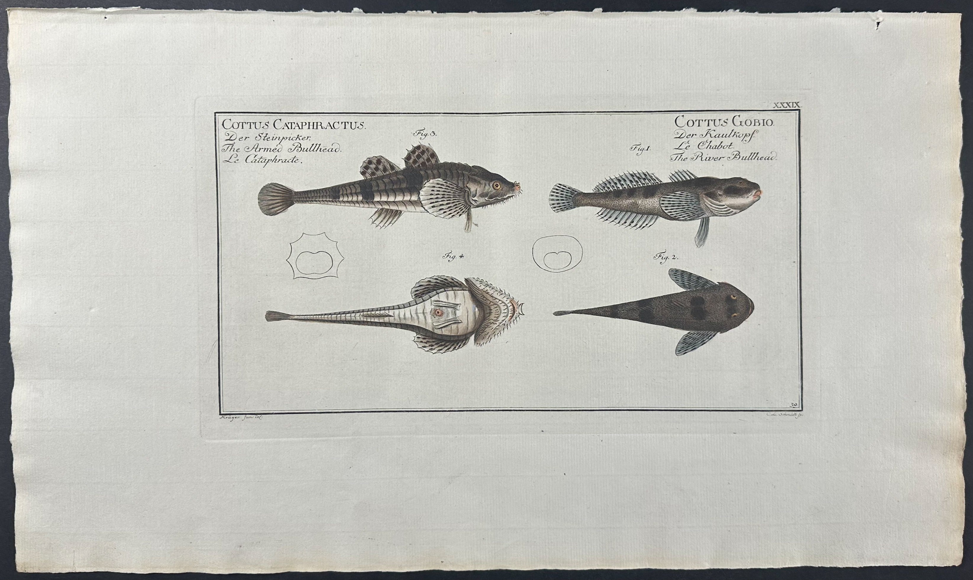 Armed Bullhead, River Bullhead - Cottus Cataphractus & Gobio