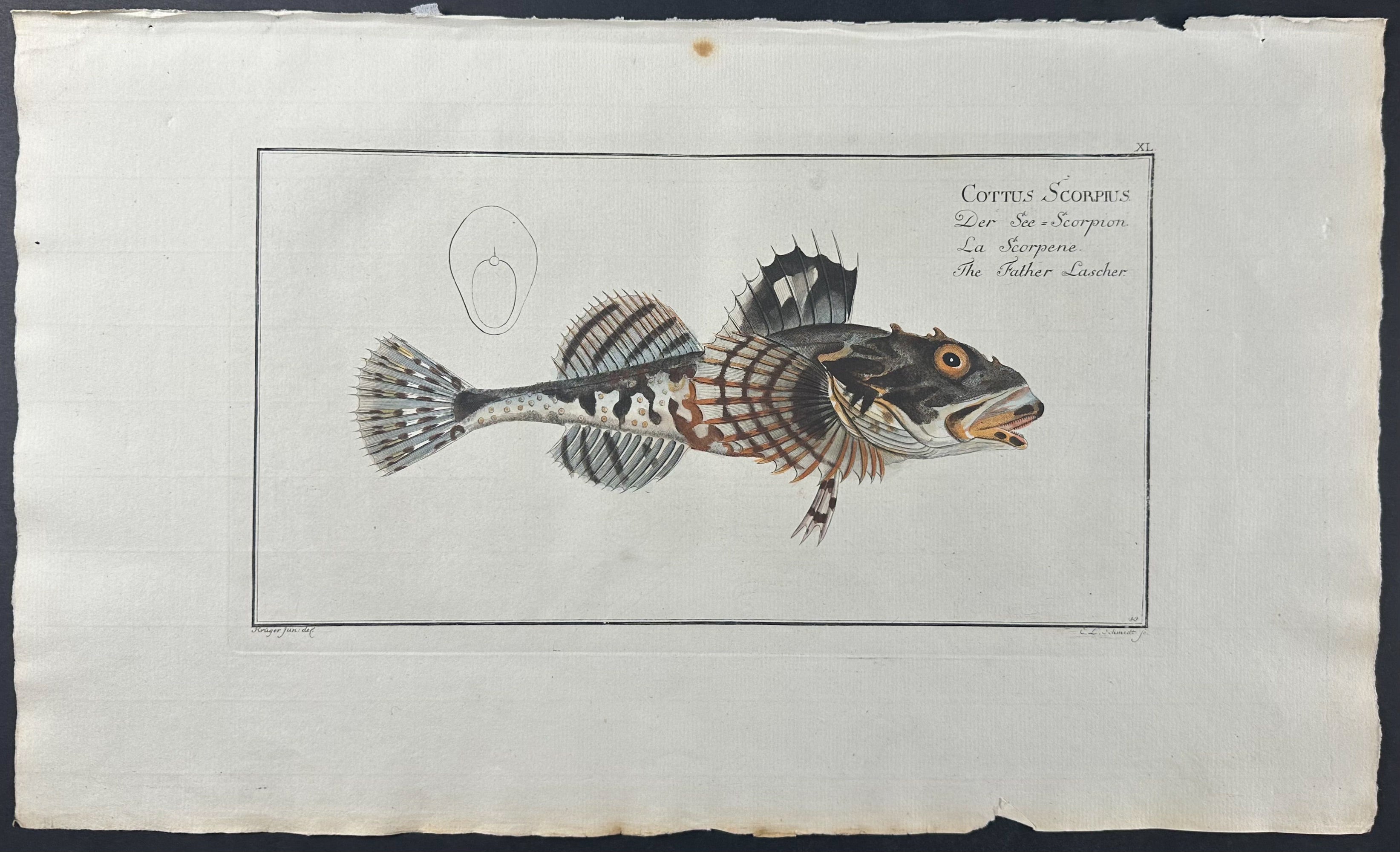 Father Lascher - Cottus Scorpius