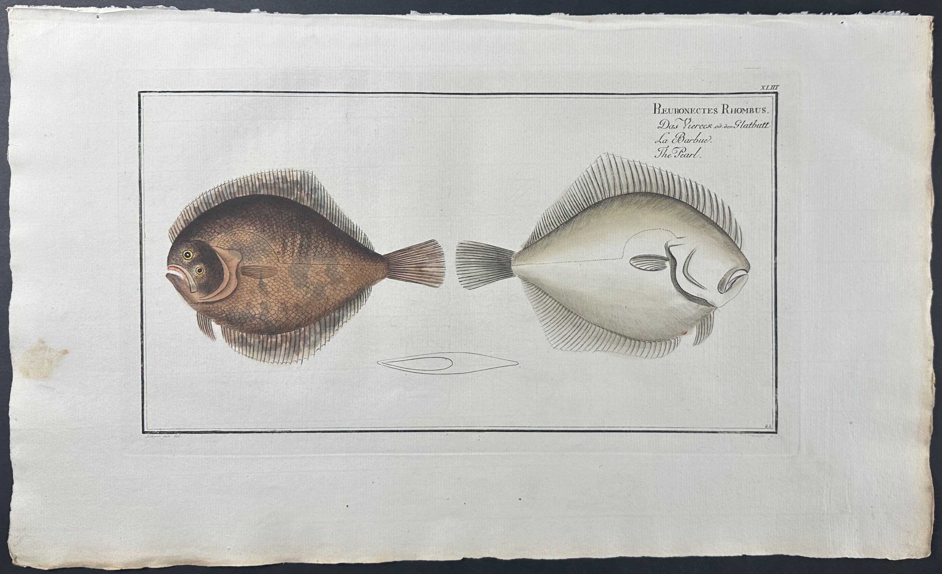 Pearl or Flounder - Pleuronectes Rhombus