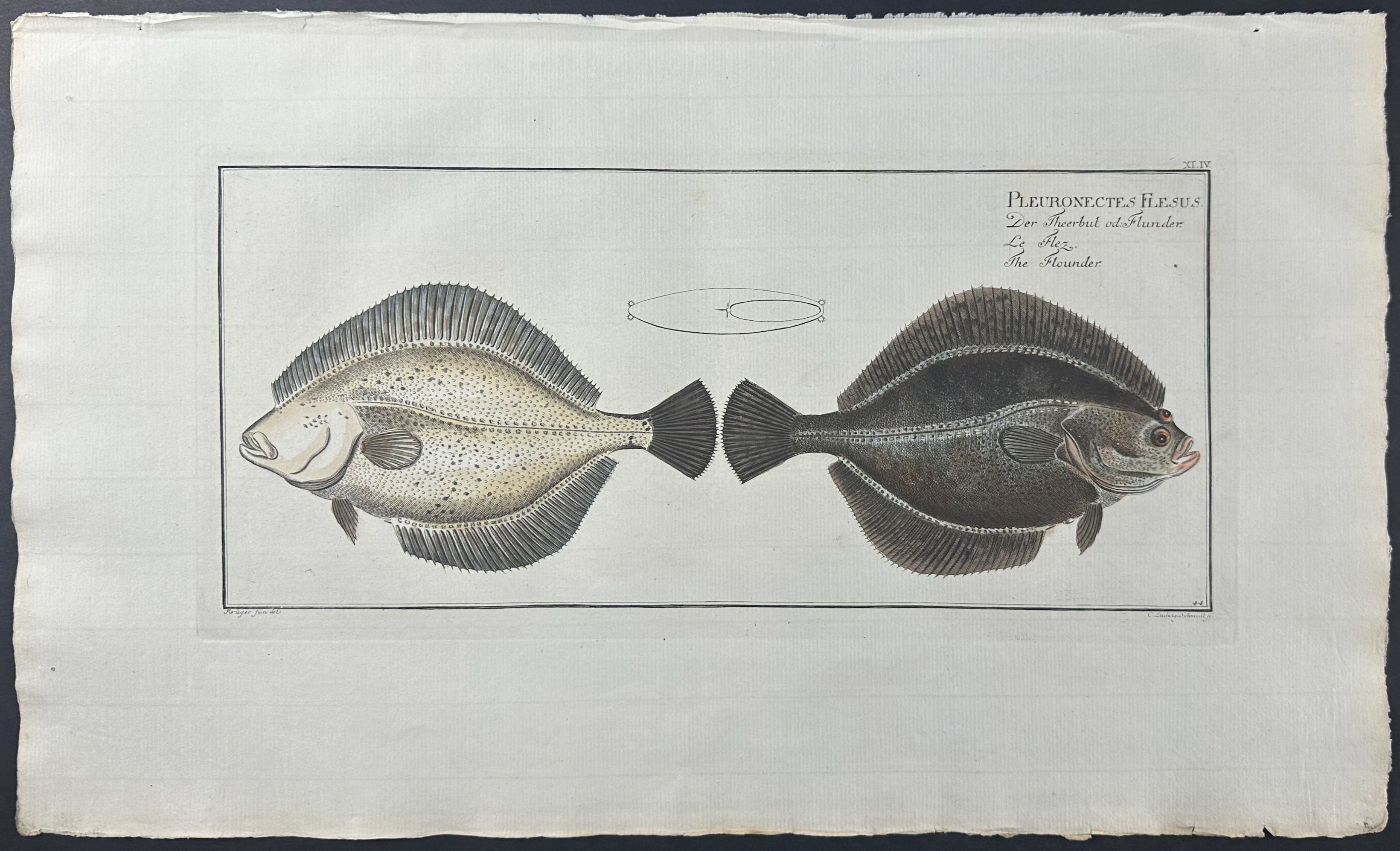 Flounder - Pleuronectes Flesus