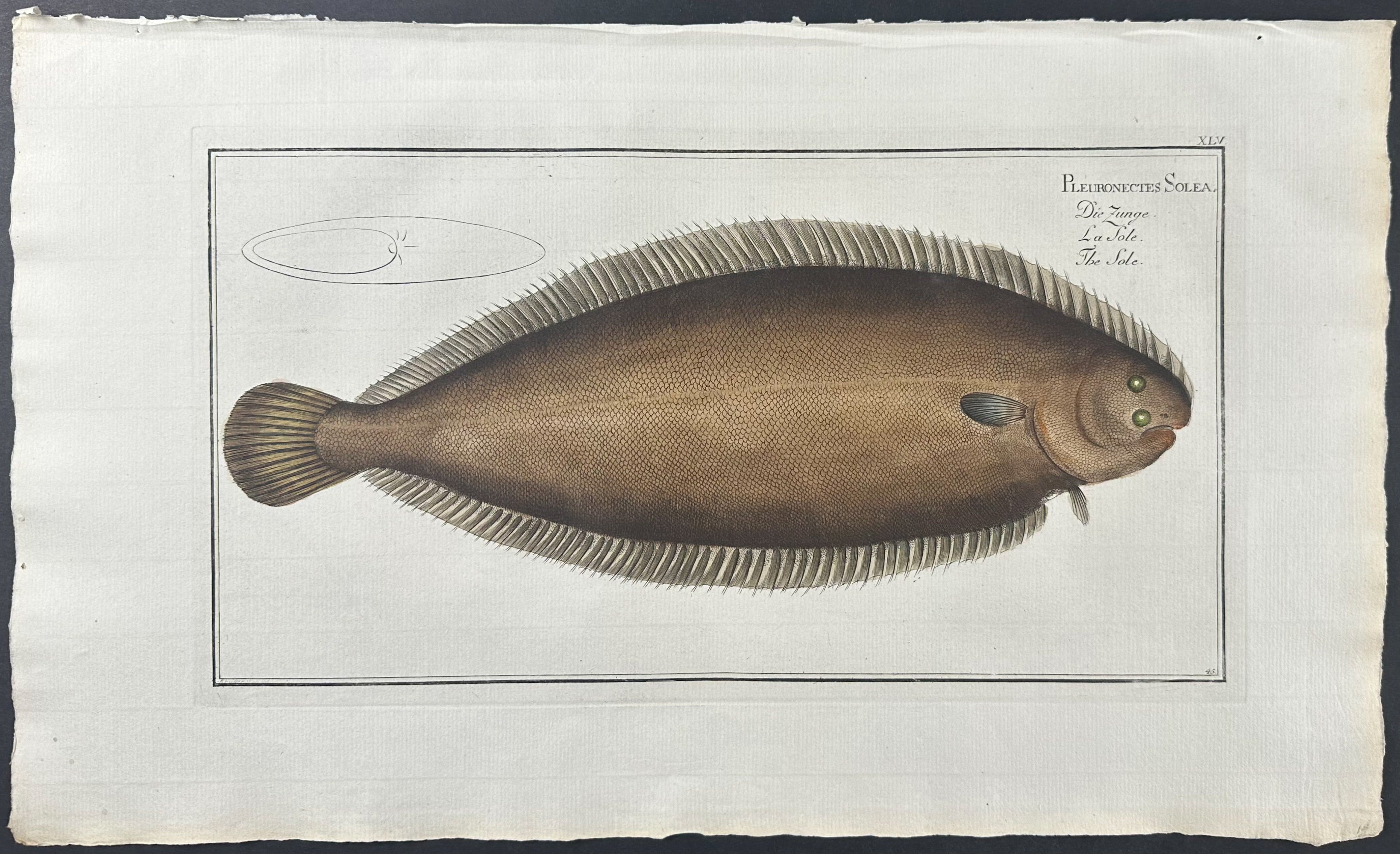 Sole or Flounder - Pleuronectes Solea