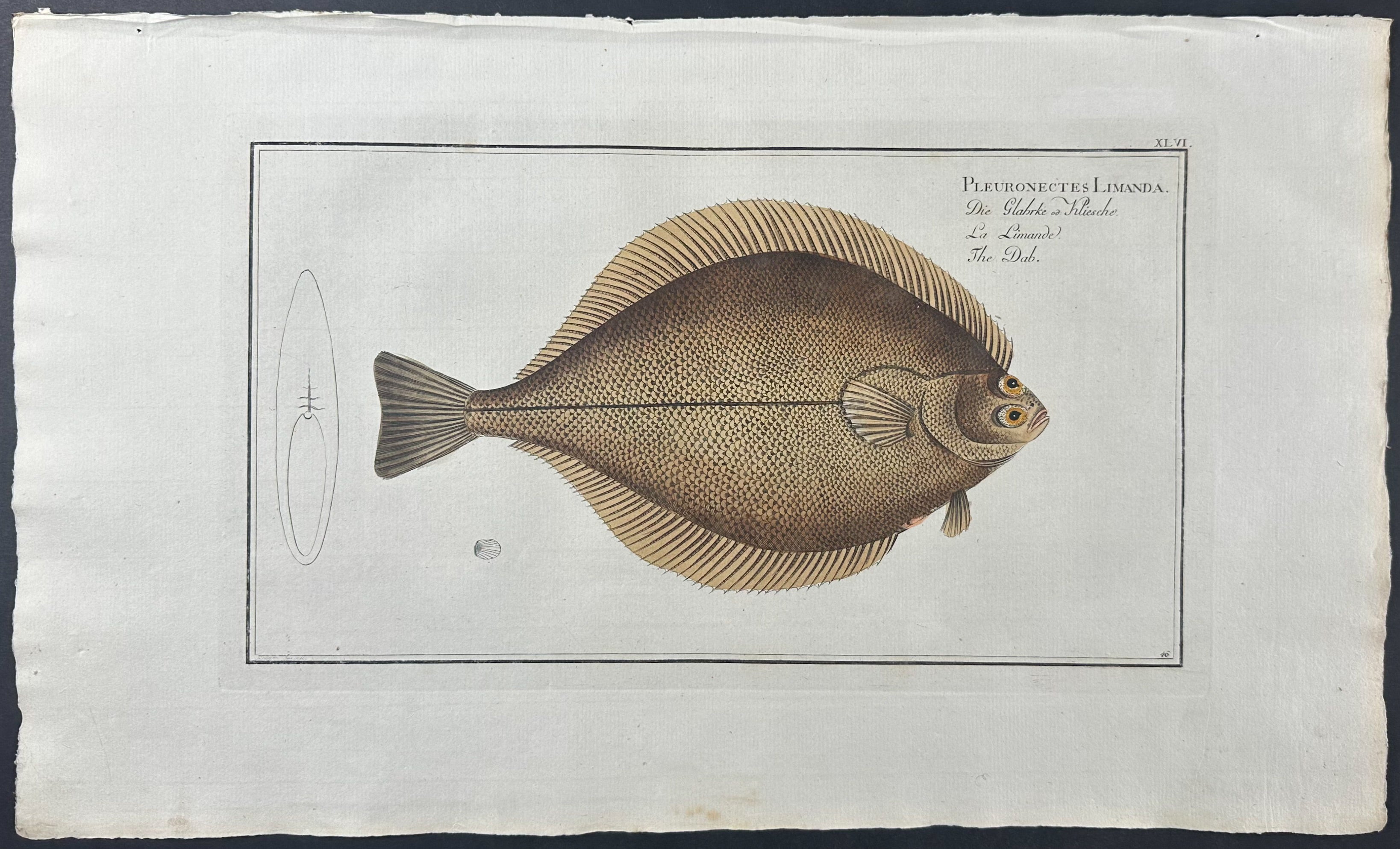 Dab or Flounder - Pleuronectes Limanda