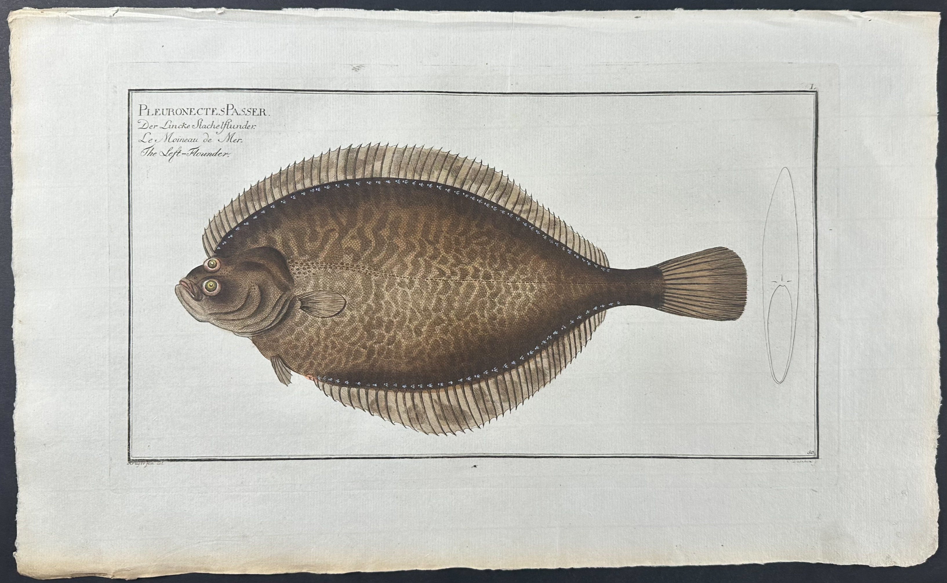 Flounder - Pleuronectes Passer